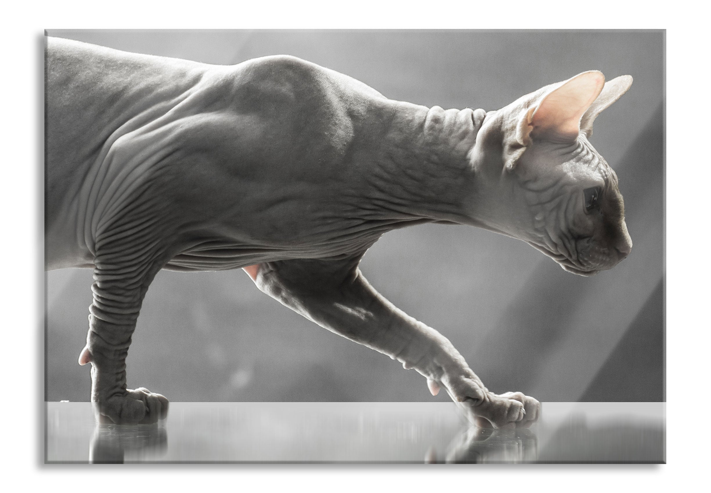 Einzigartige Sphynx Katze, Glasbild