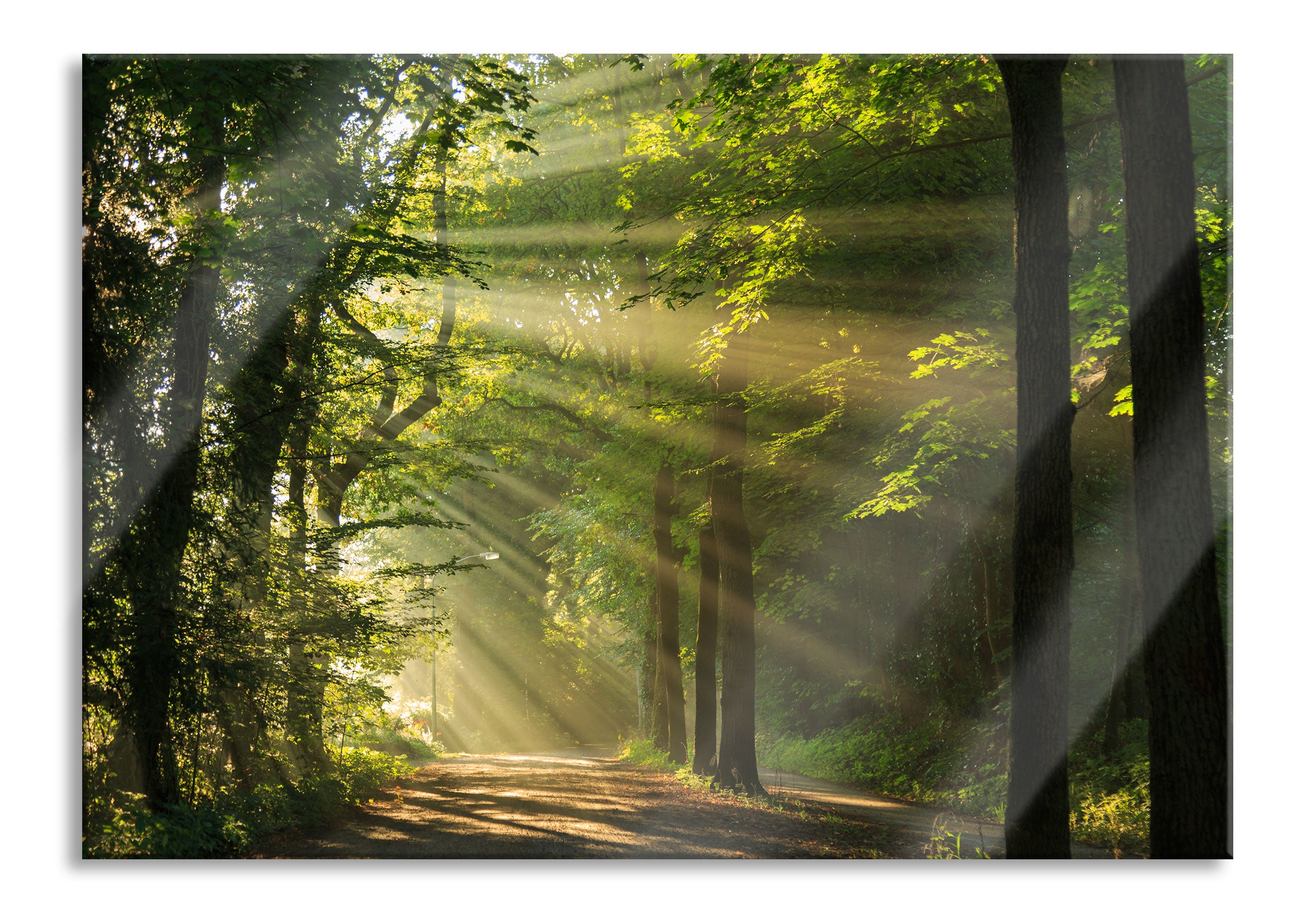 Waldweg im Frühling, Glasbild