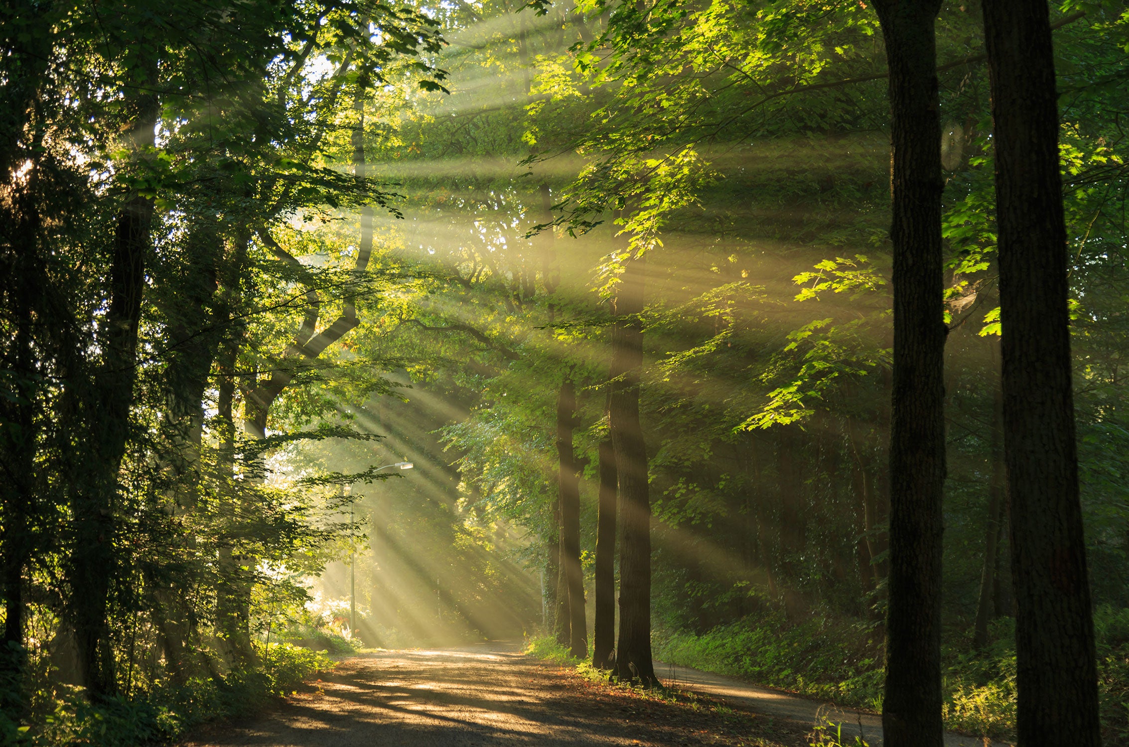 Waldweg im Frühling, Glasbild