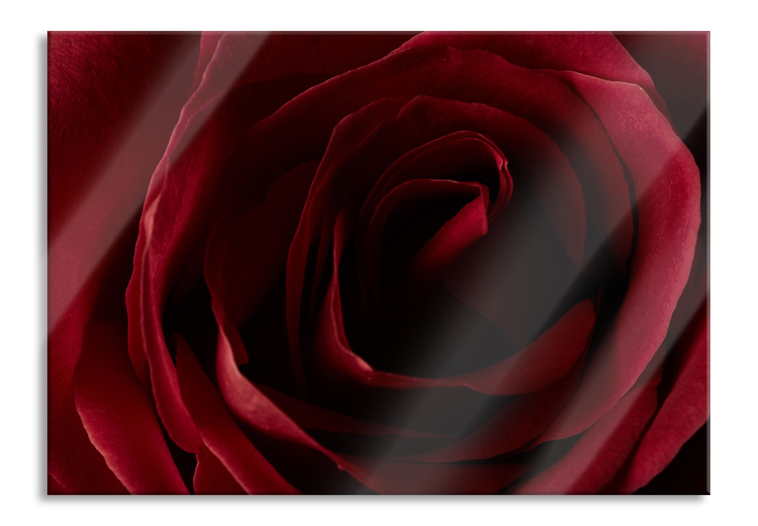 Rote Rose, Glasbild