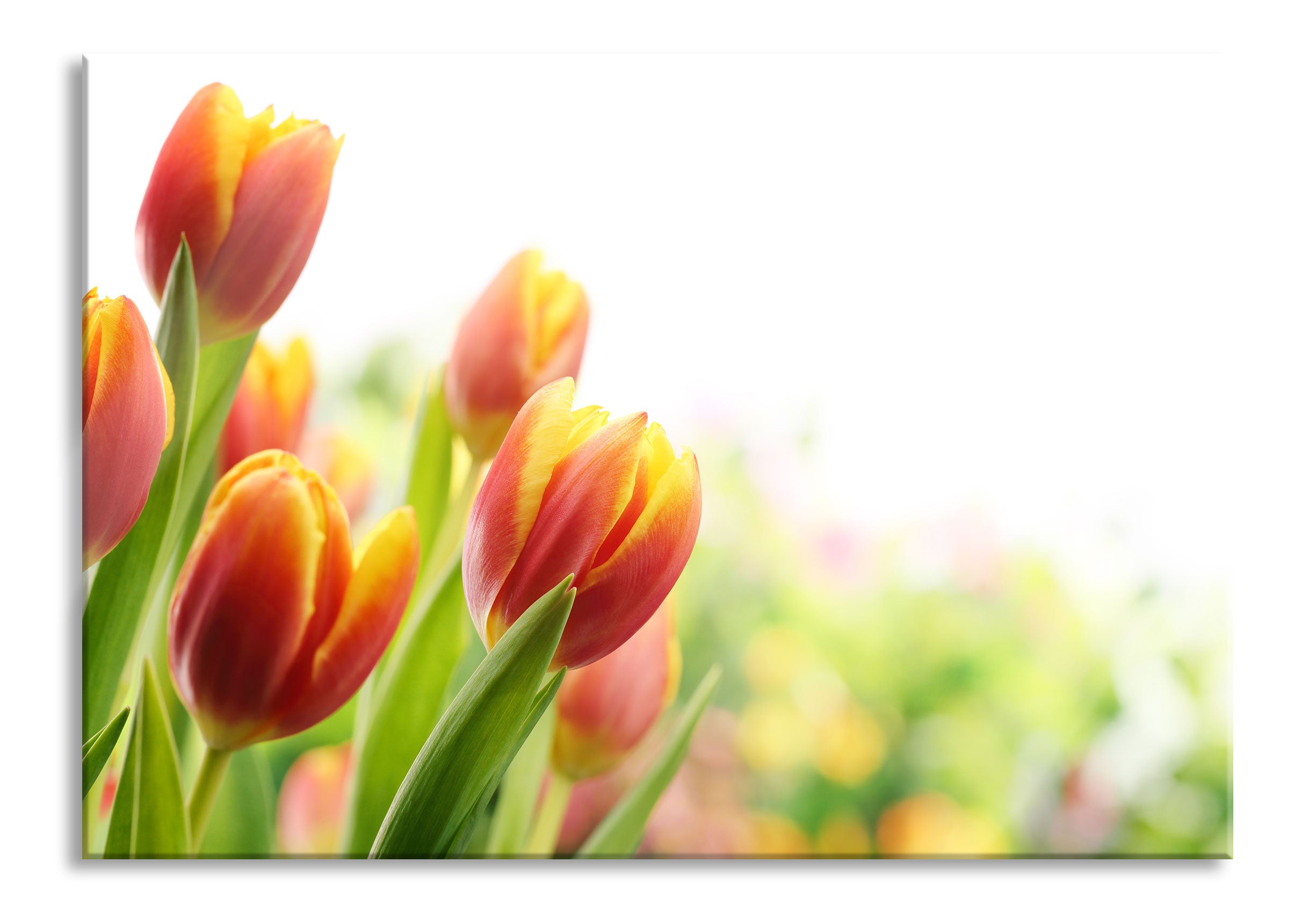 Bunte Tulpenwiese, Glasbild