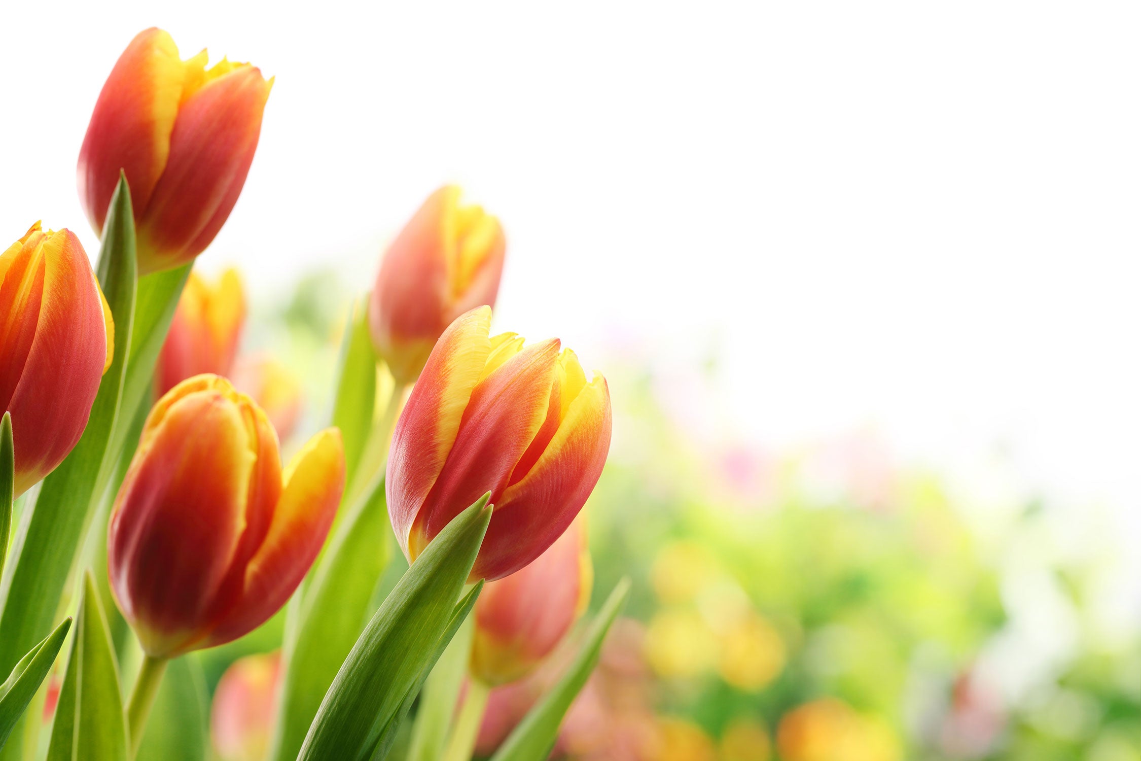 Bunte Tulpenwiese, Glasbild