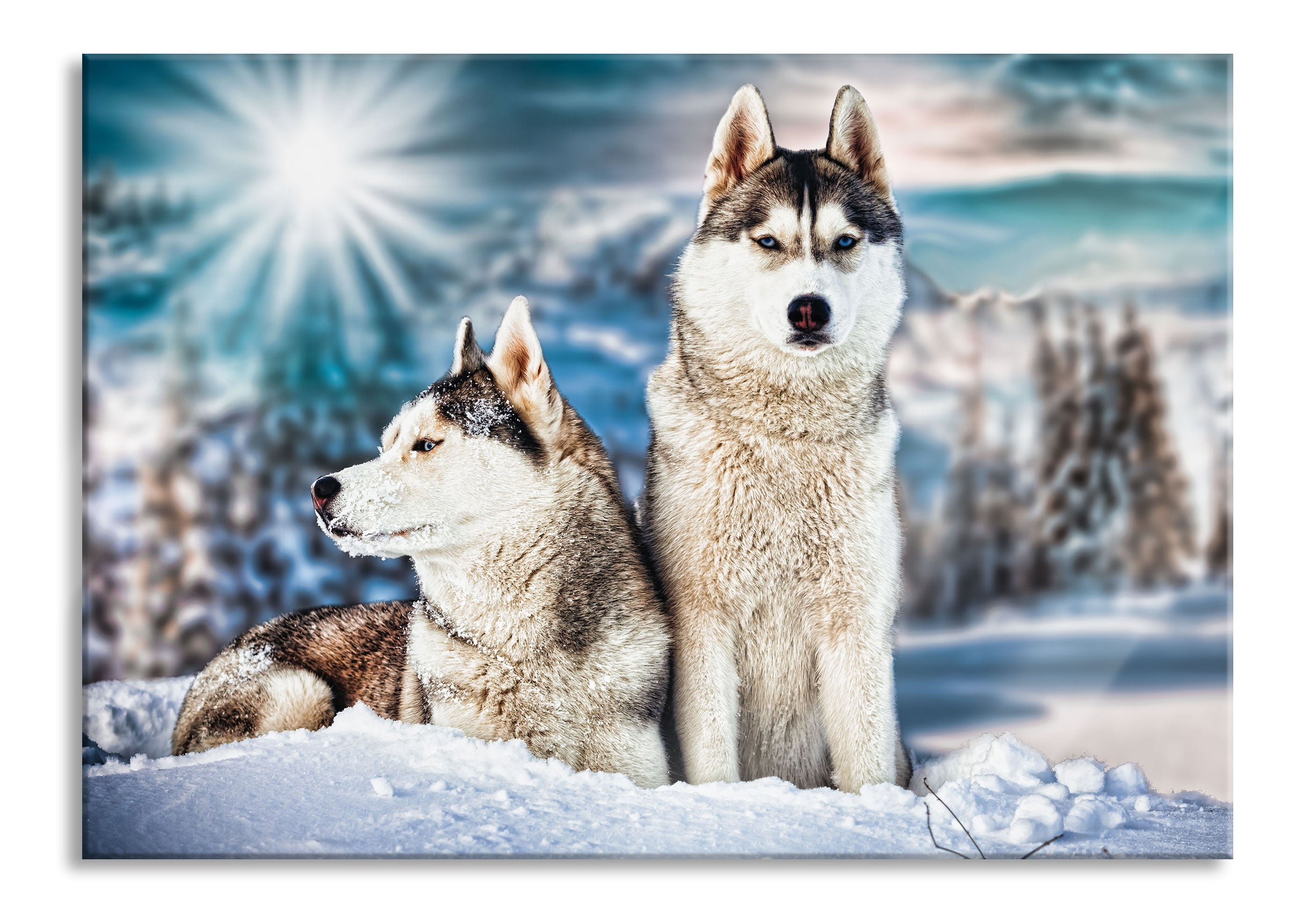 Zwei wilde Huskies, Glasbild