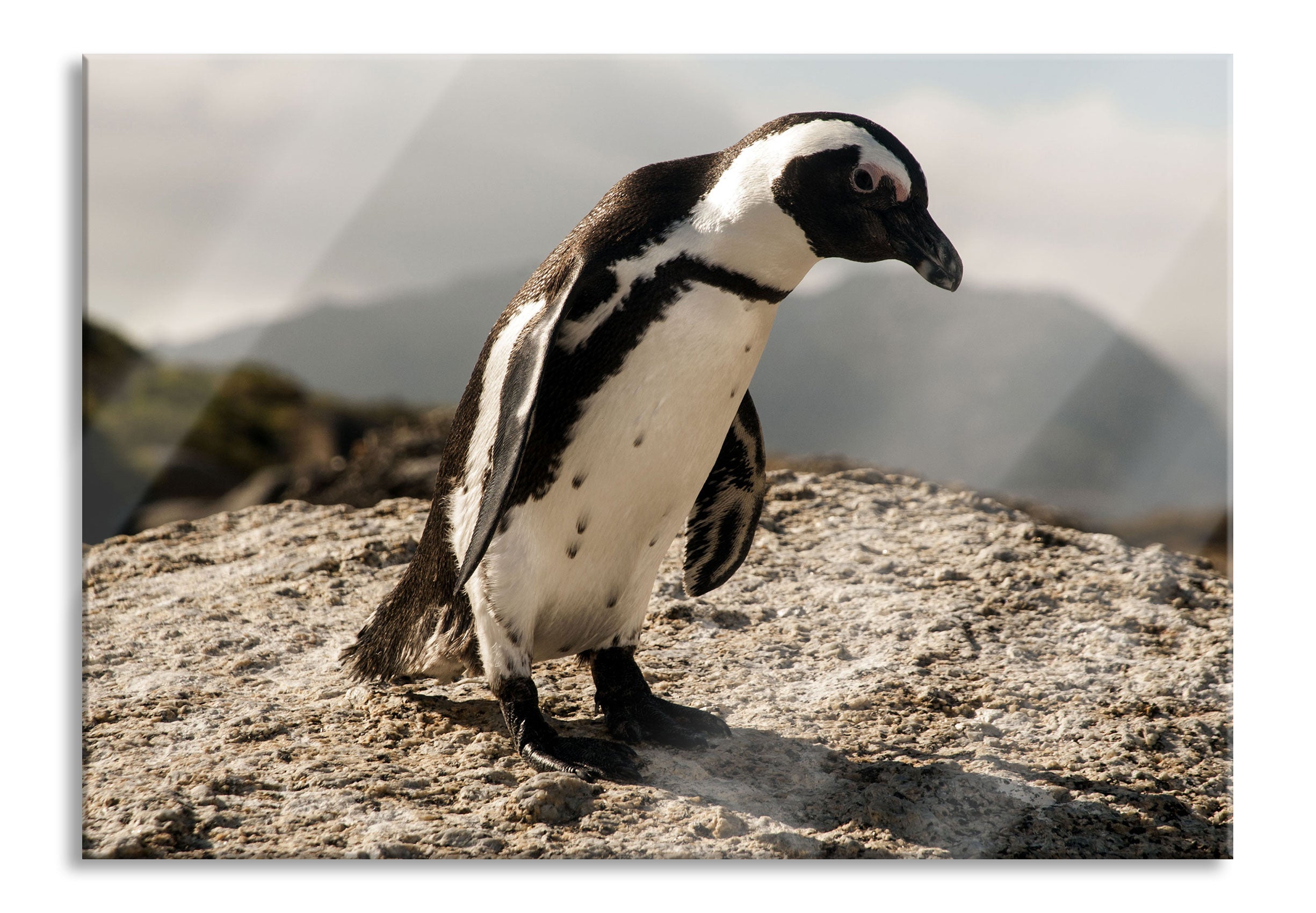 Afrikanischer Pinguin beobachtet, Glasbild