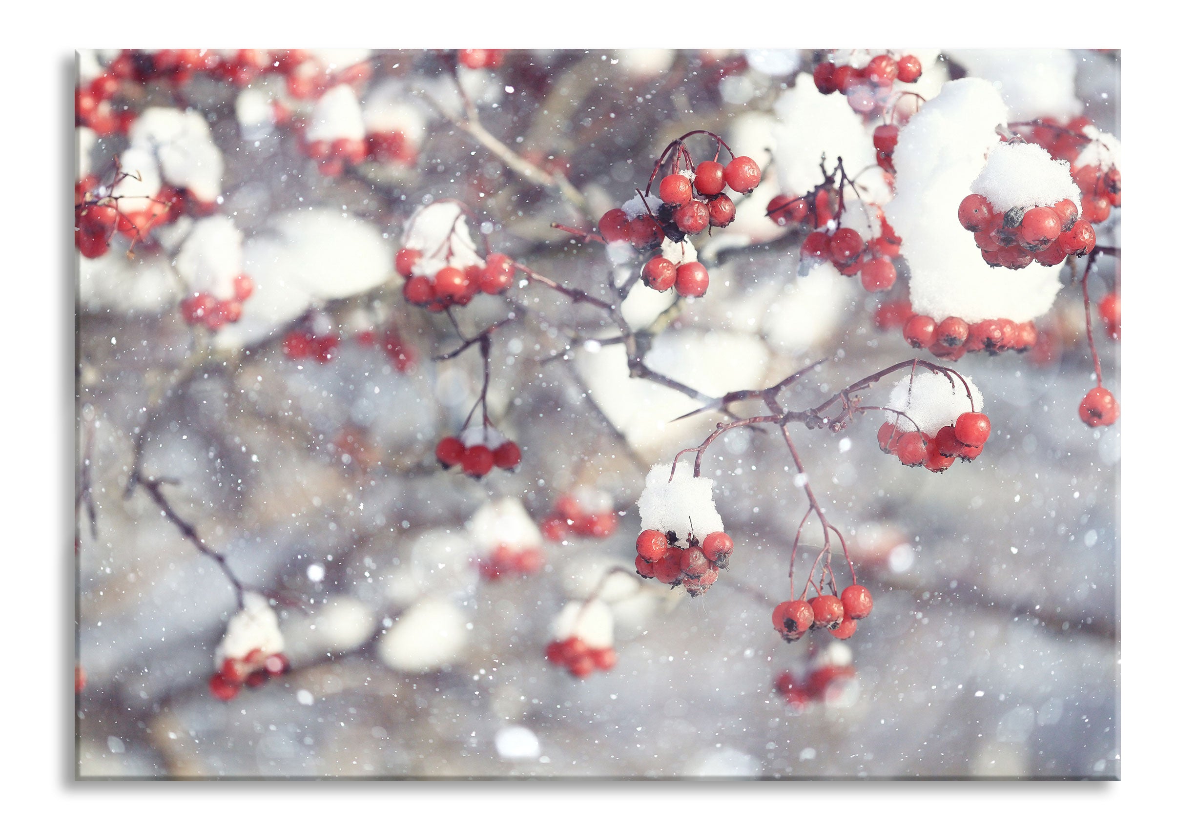 Vogelbeeren mit Schnee bedeckt, Glasbild