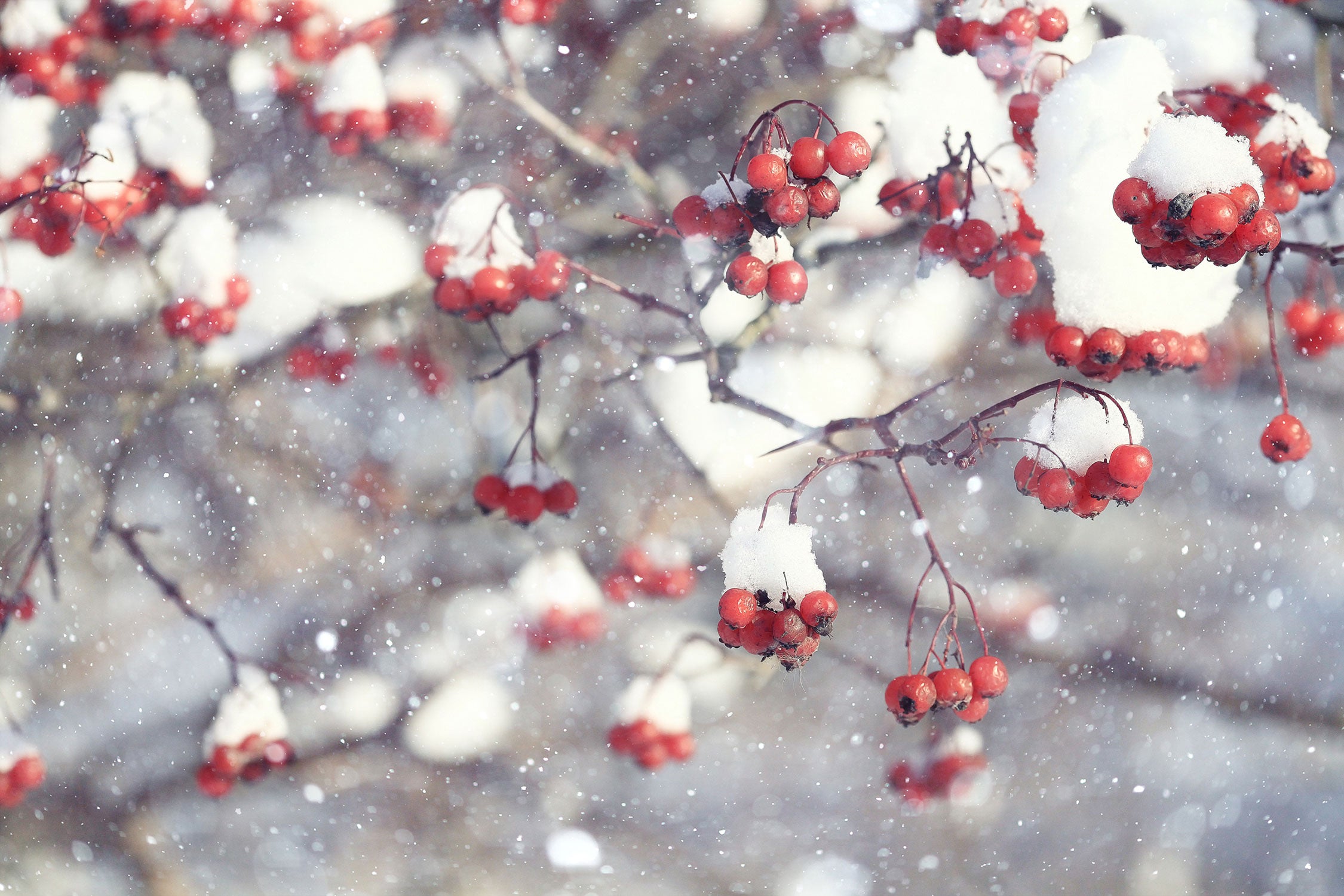 Vogelbeeren mit Schnee bedeckt, Glasbild