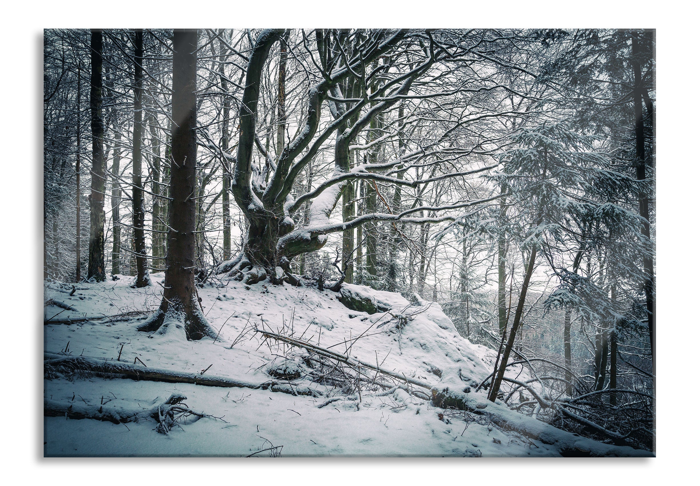 Wald mit Schnee bedeckt, Glasbild