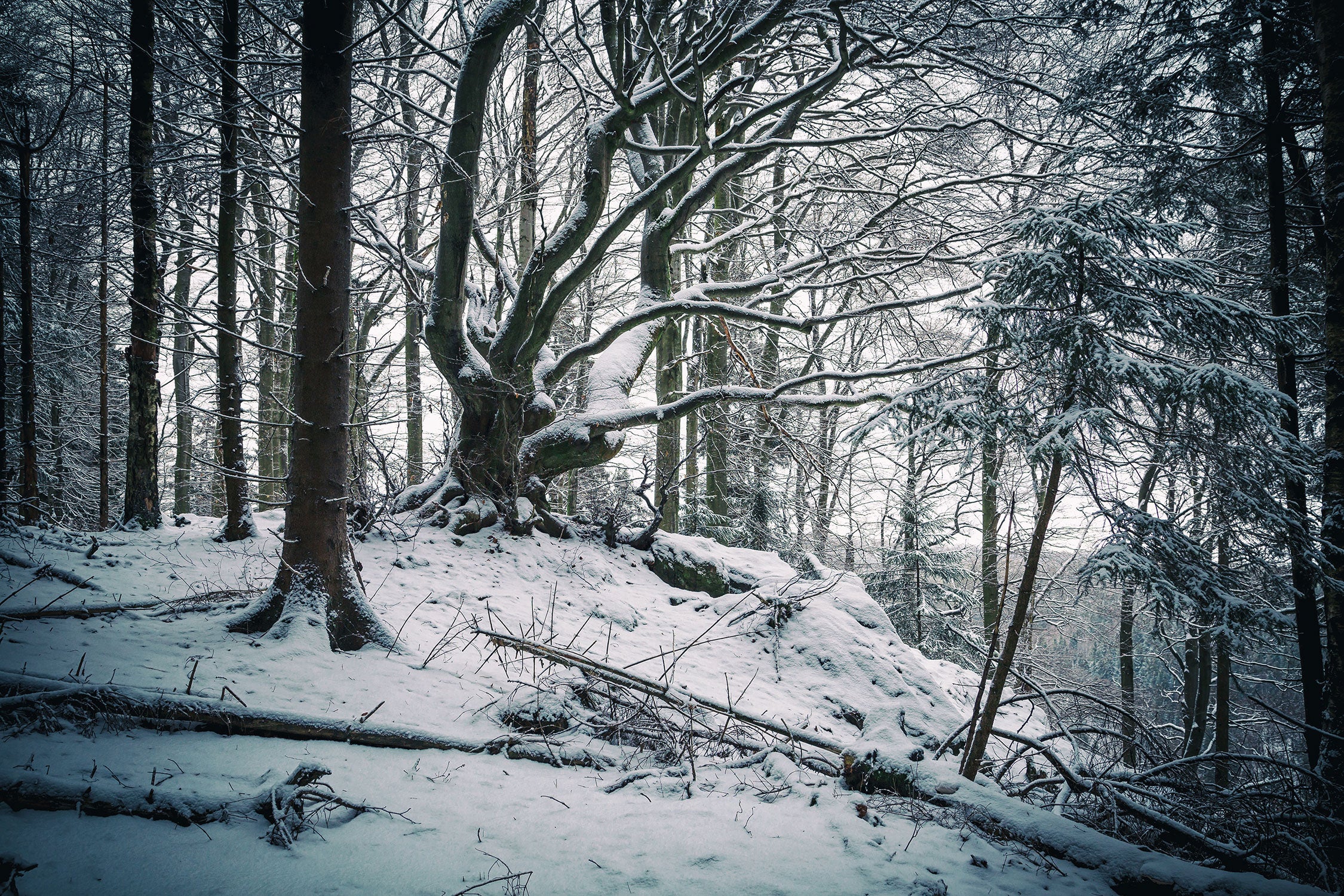 Wald mit Schnee bedeckt, Glasbild