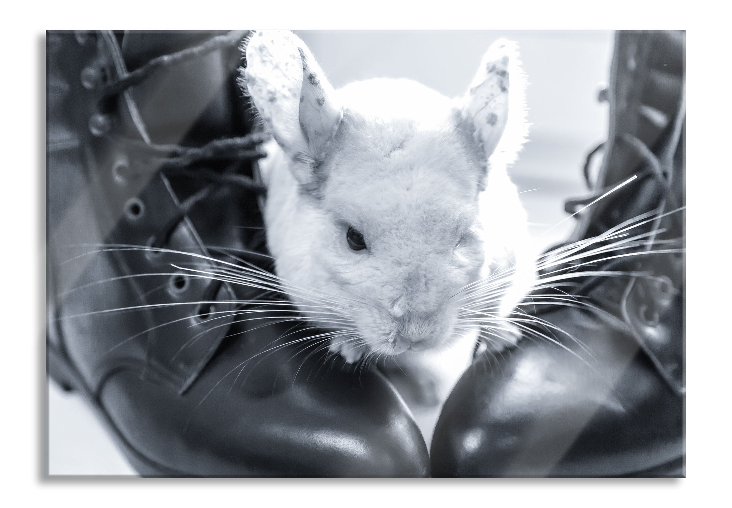 Chinchilla zwischen Schuhen, Glasbild