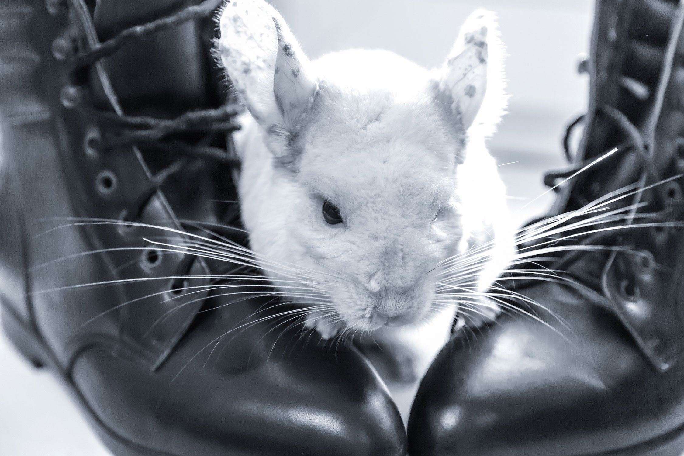 Chinchilla zwischen Schuhen, Glasbild