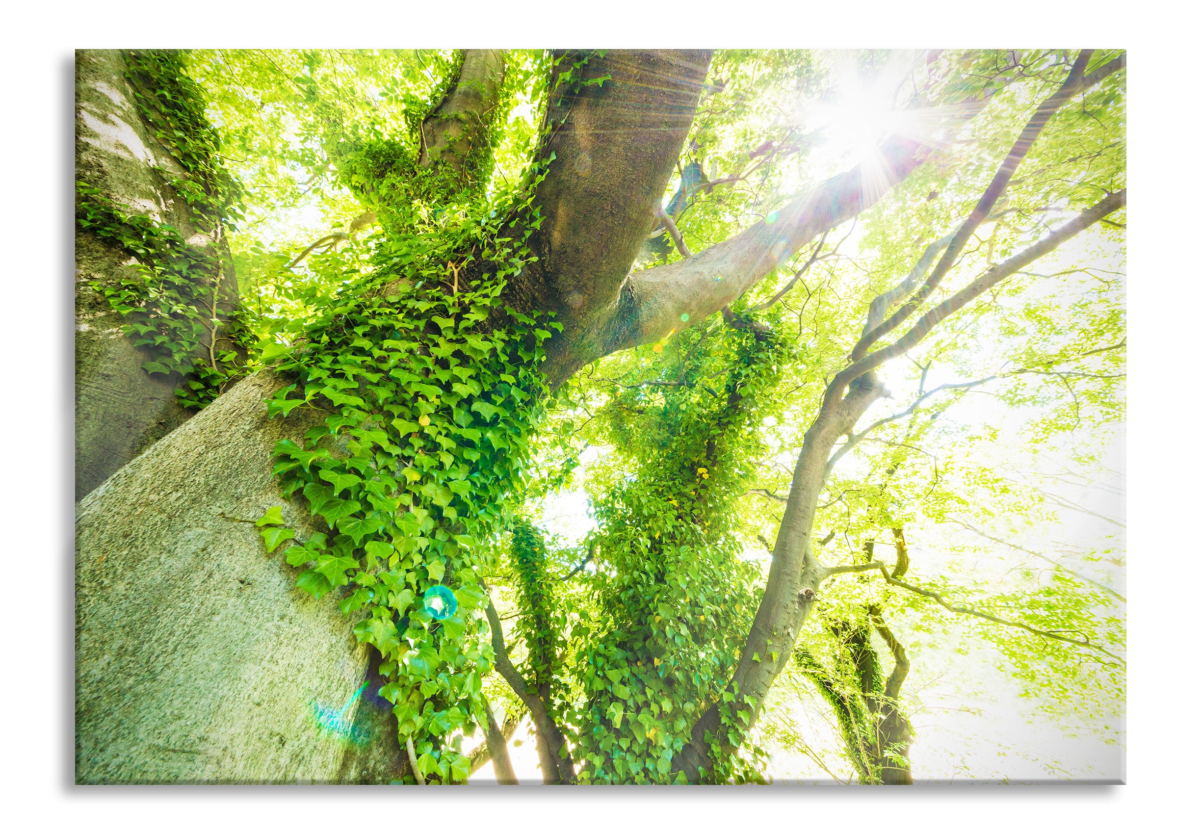 Baum im Sonnenlicht, Glasbild