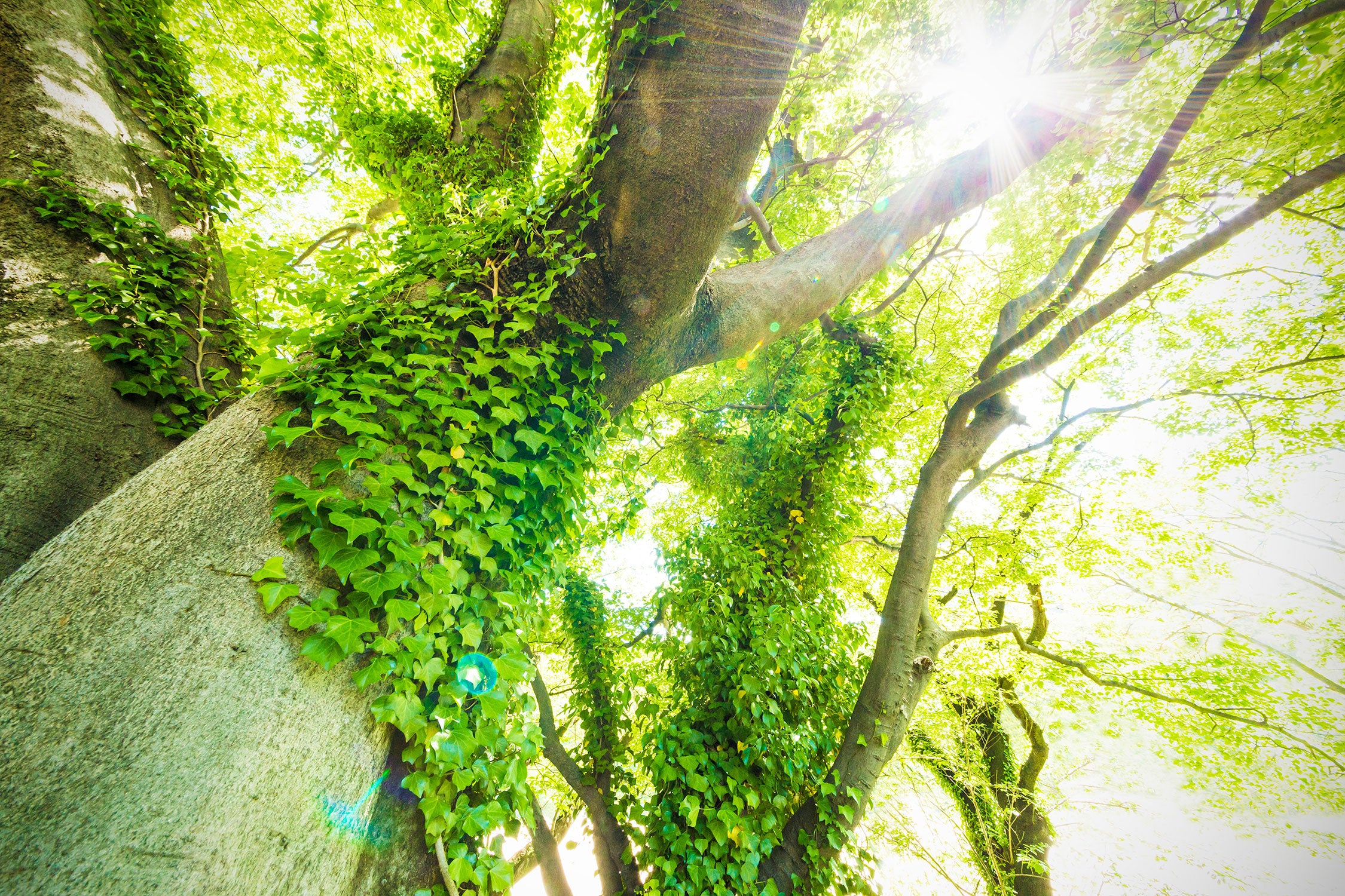 Baum im Sonnenlicht, Glasbild