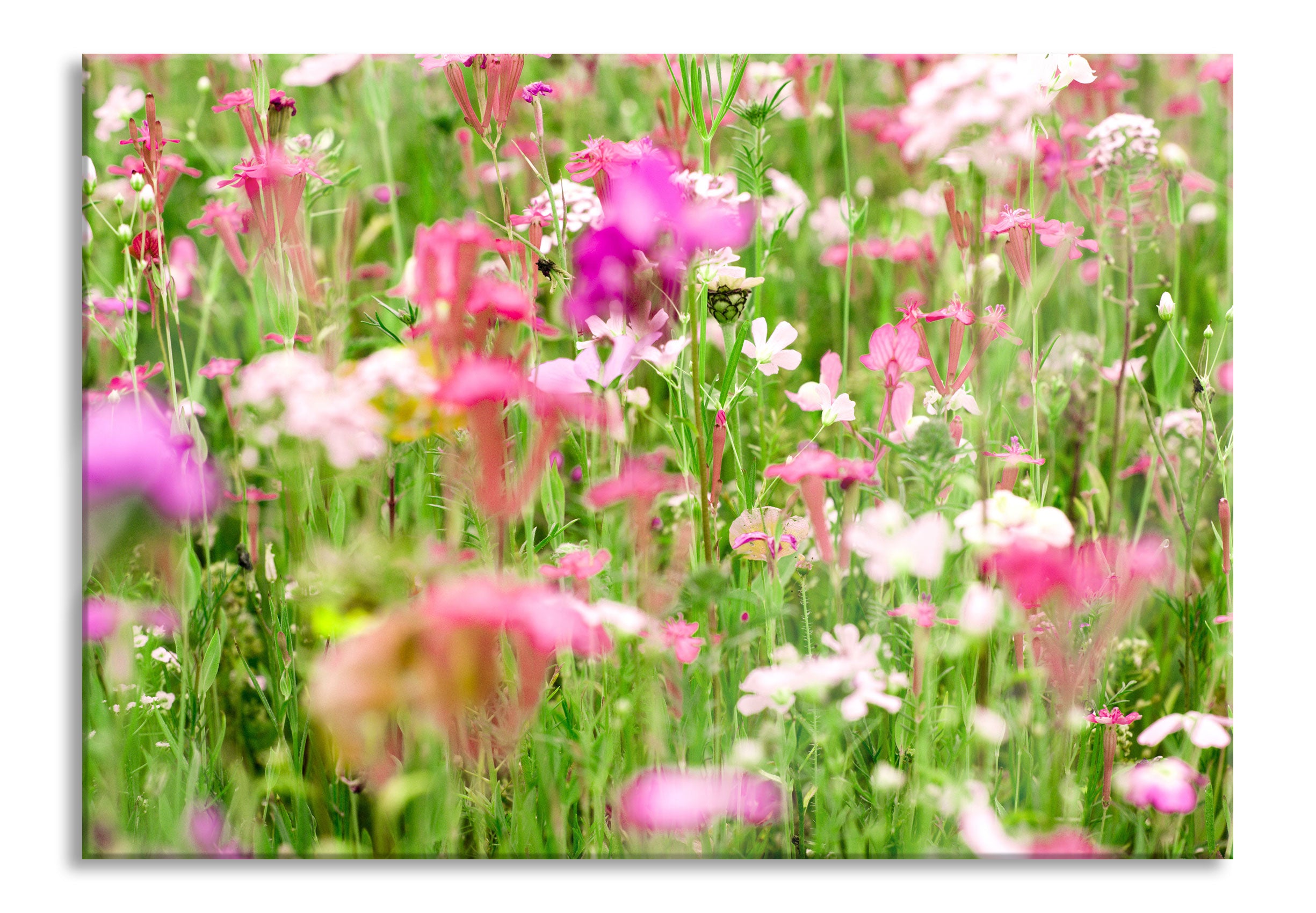 Wundervolle Blumenwiese, Glasbild