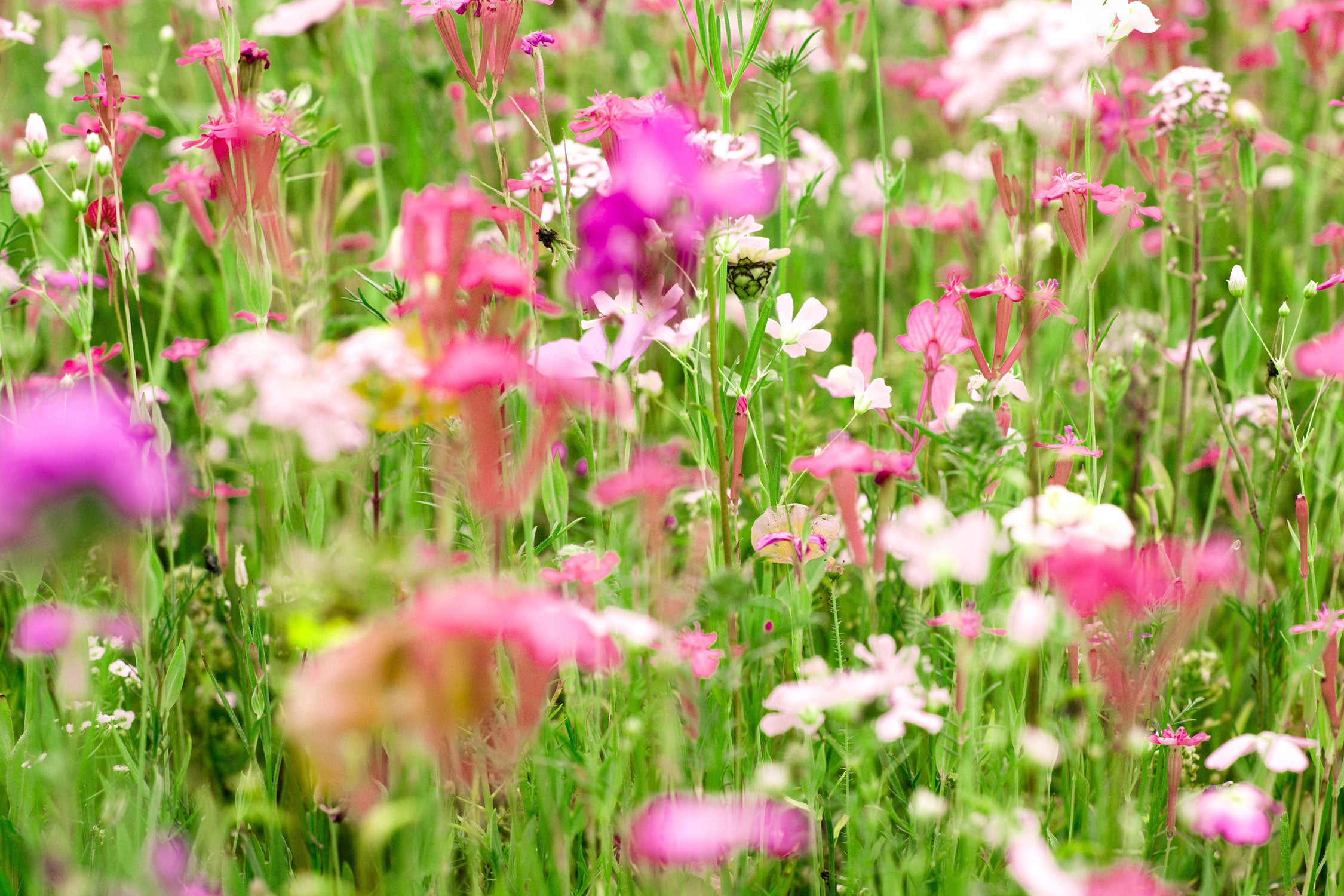 Wundervolle Blumenwiese, Glasbild