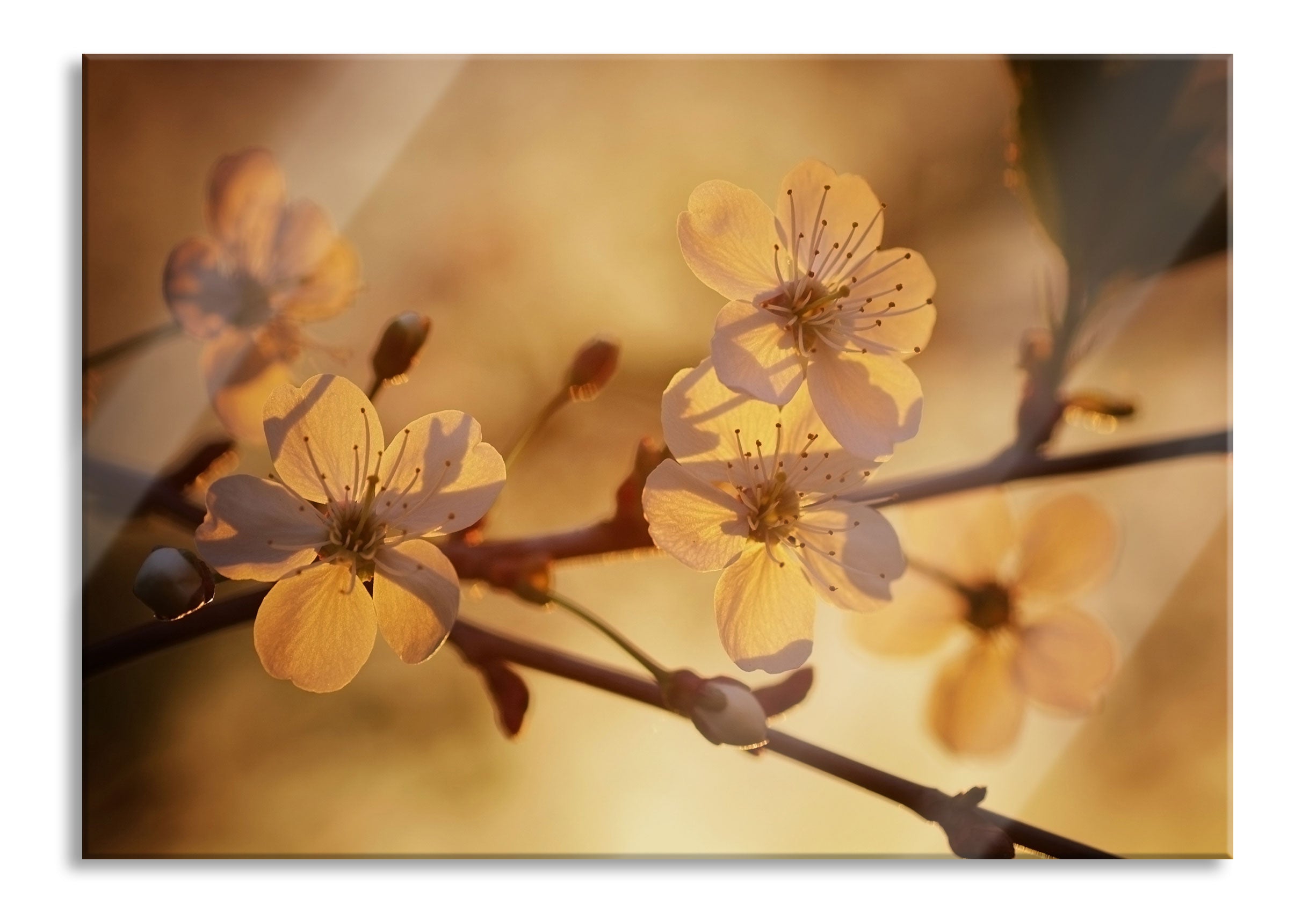 Weiße Blüten im Sonnenlicht, Glasbild