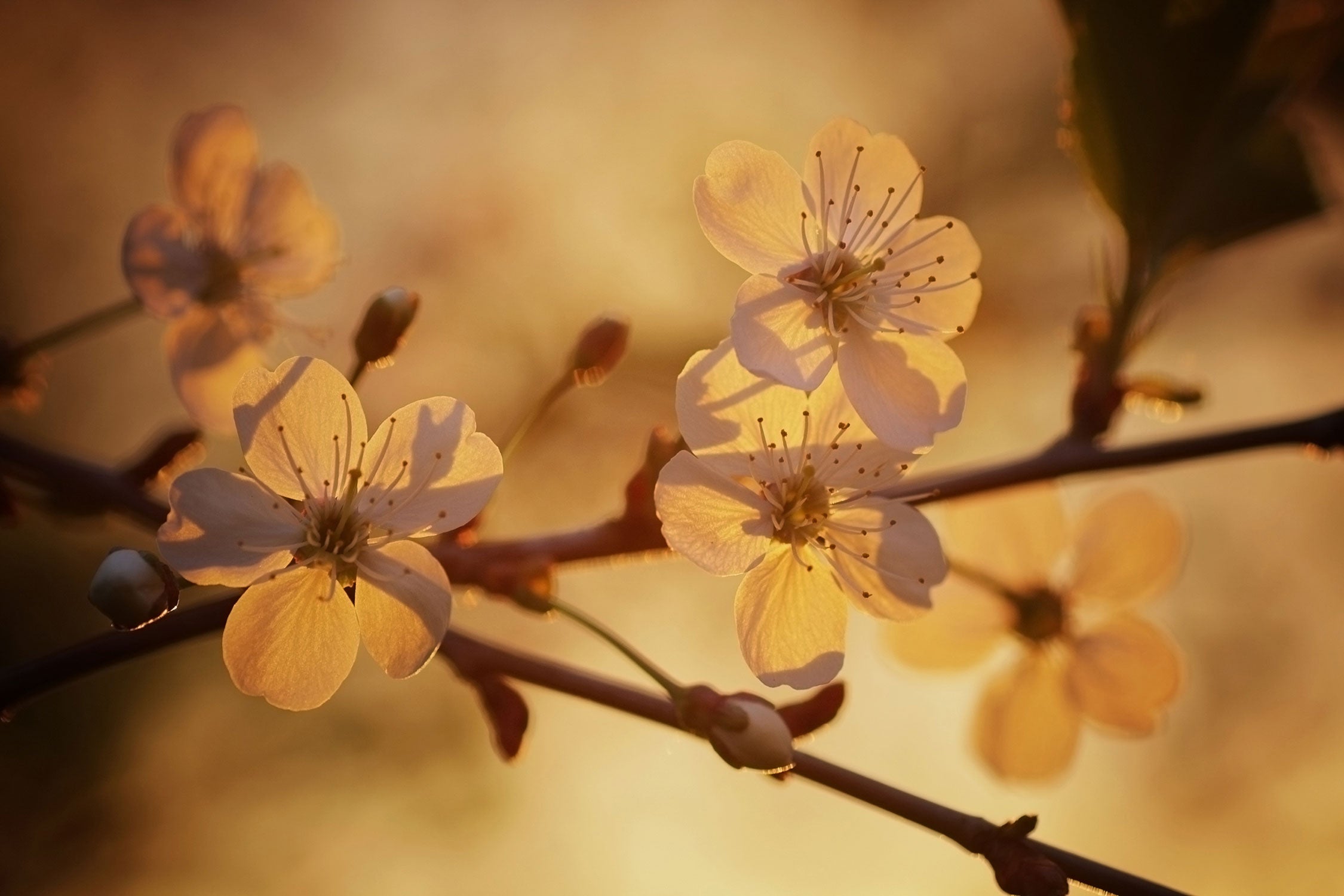 Weiße Blüten im Sonnenlicht, Glasbild