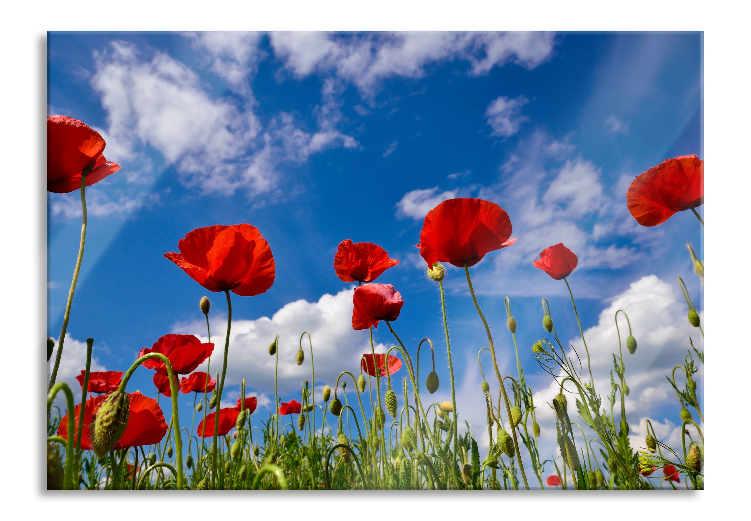 Wiese mit Blumen, Glasbild