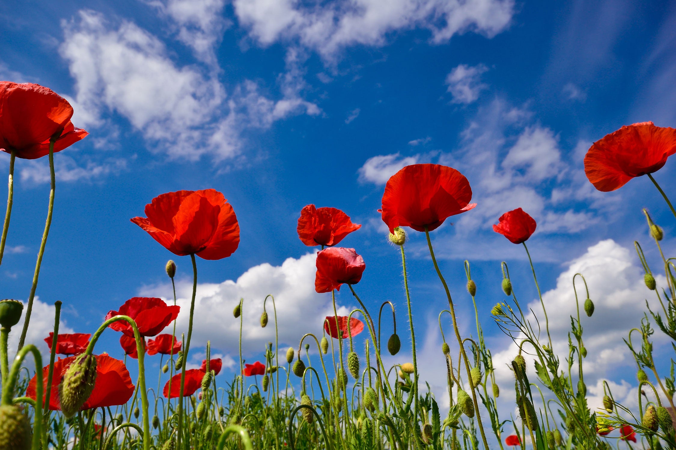 Wiese mit Blumen, Glasbild