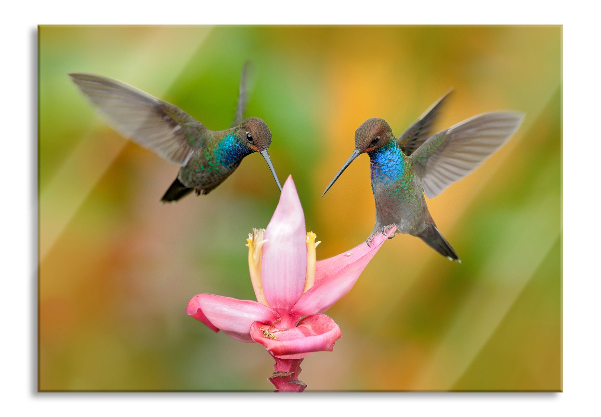 Zwei Kolibris in den Tropen, Glasbild