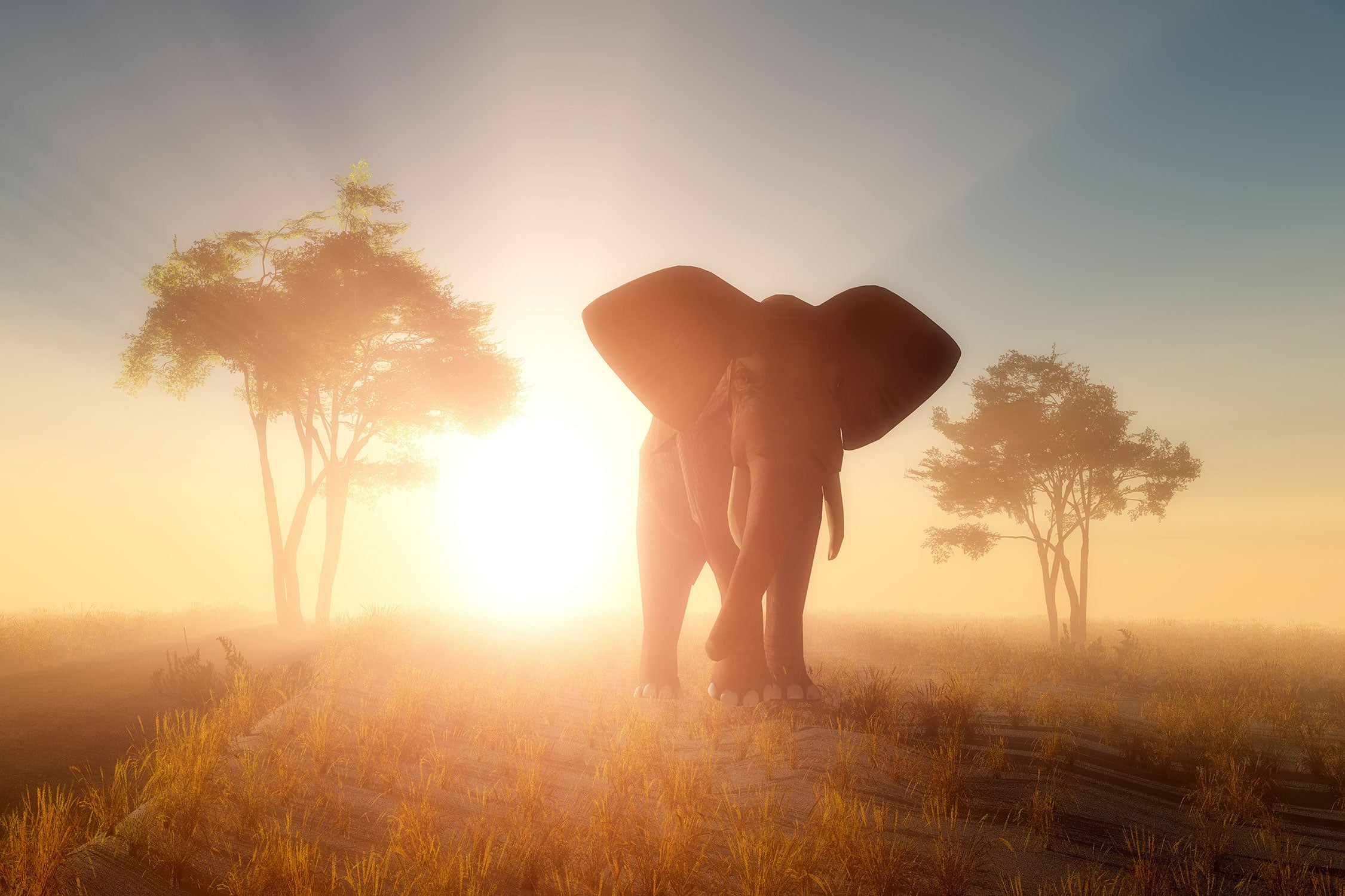Elefant in der Wüste, Glasbild