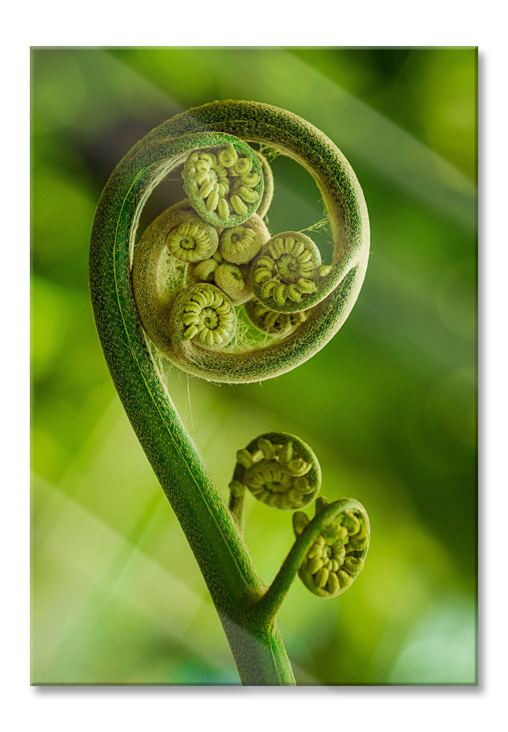 Blatt von einer Farne im Wald, Glasbild