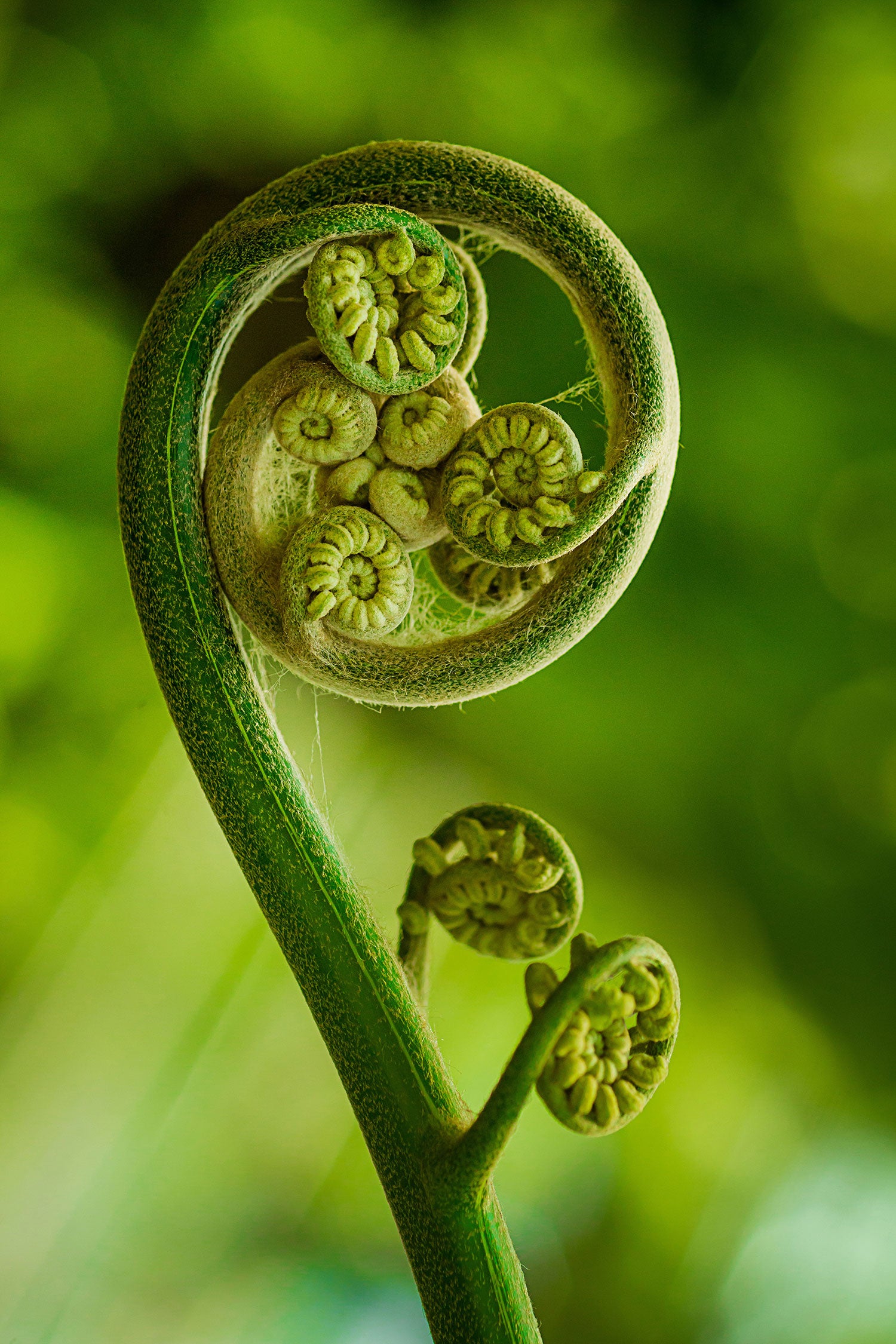 Blatt von einer Farne im Wald, Glasbild