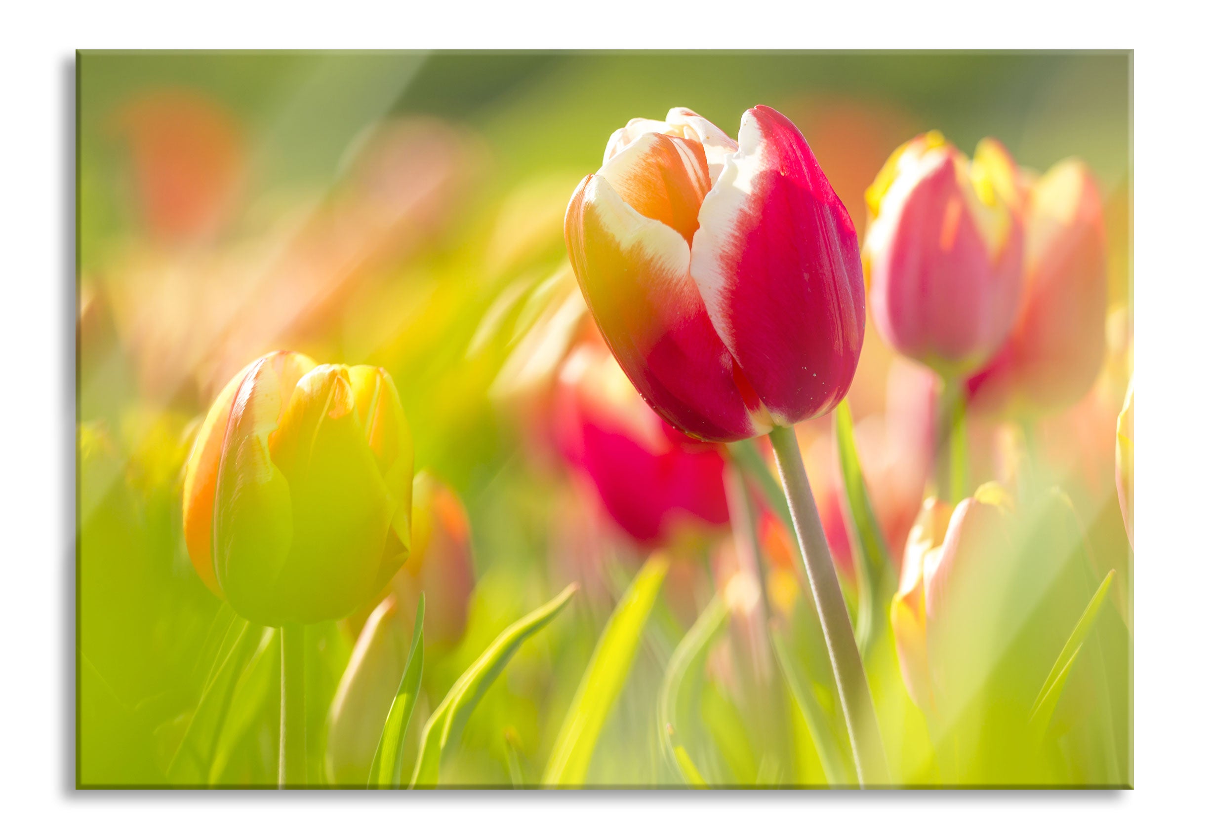 Blühende rote Tulpen, Glasbild