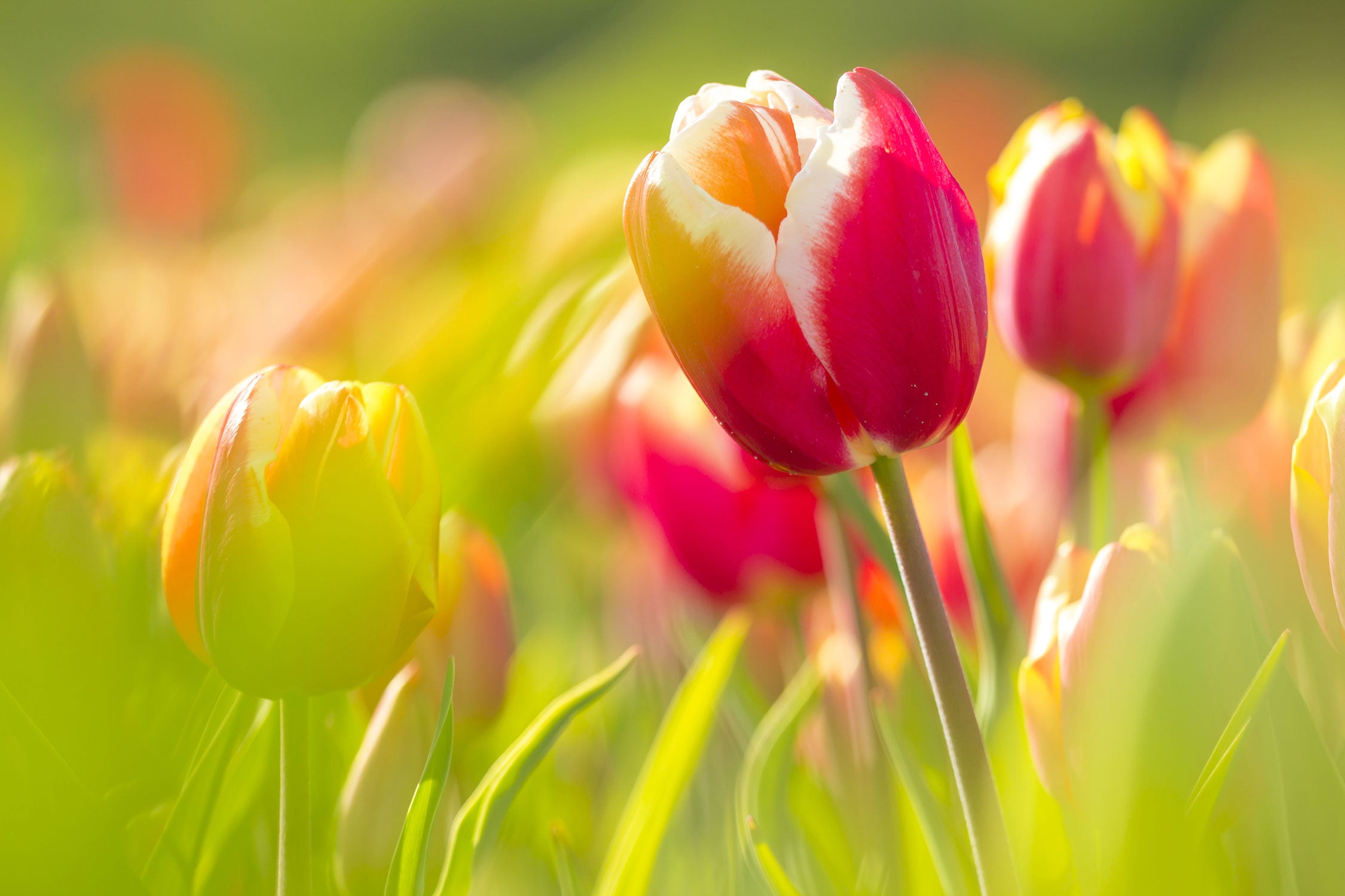 Blühende rote Tulpen, Glasbild