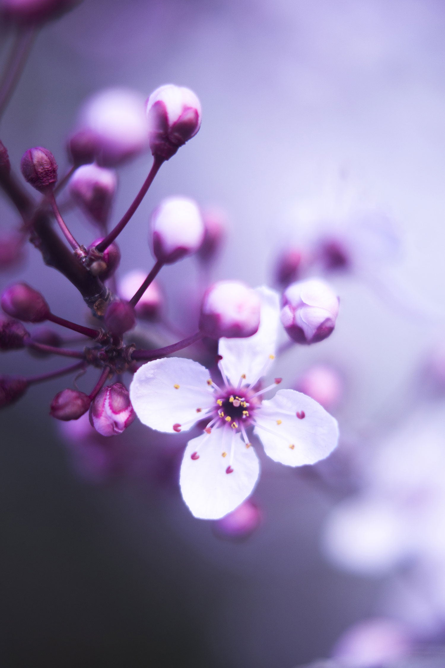 Blüten des Kirschbaumes, Glasbild