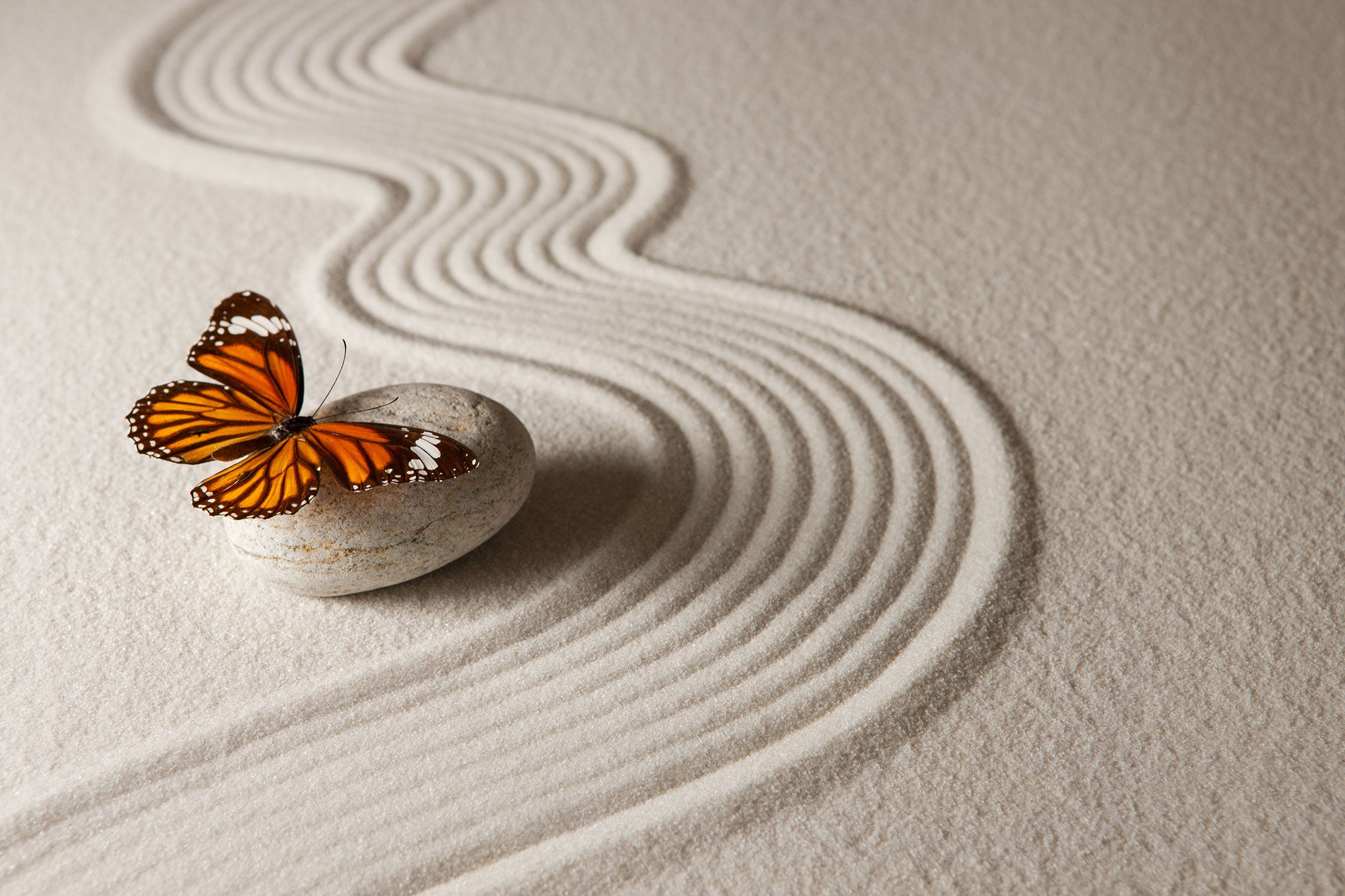 Zen Schmetterling, Glasbild