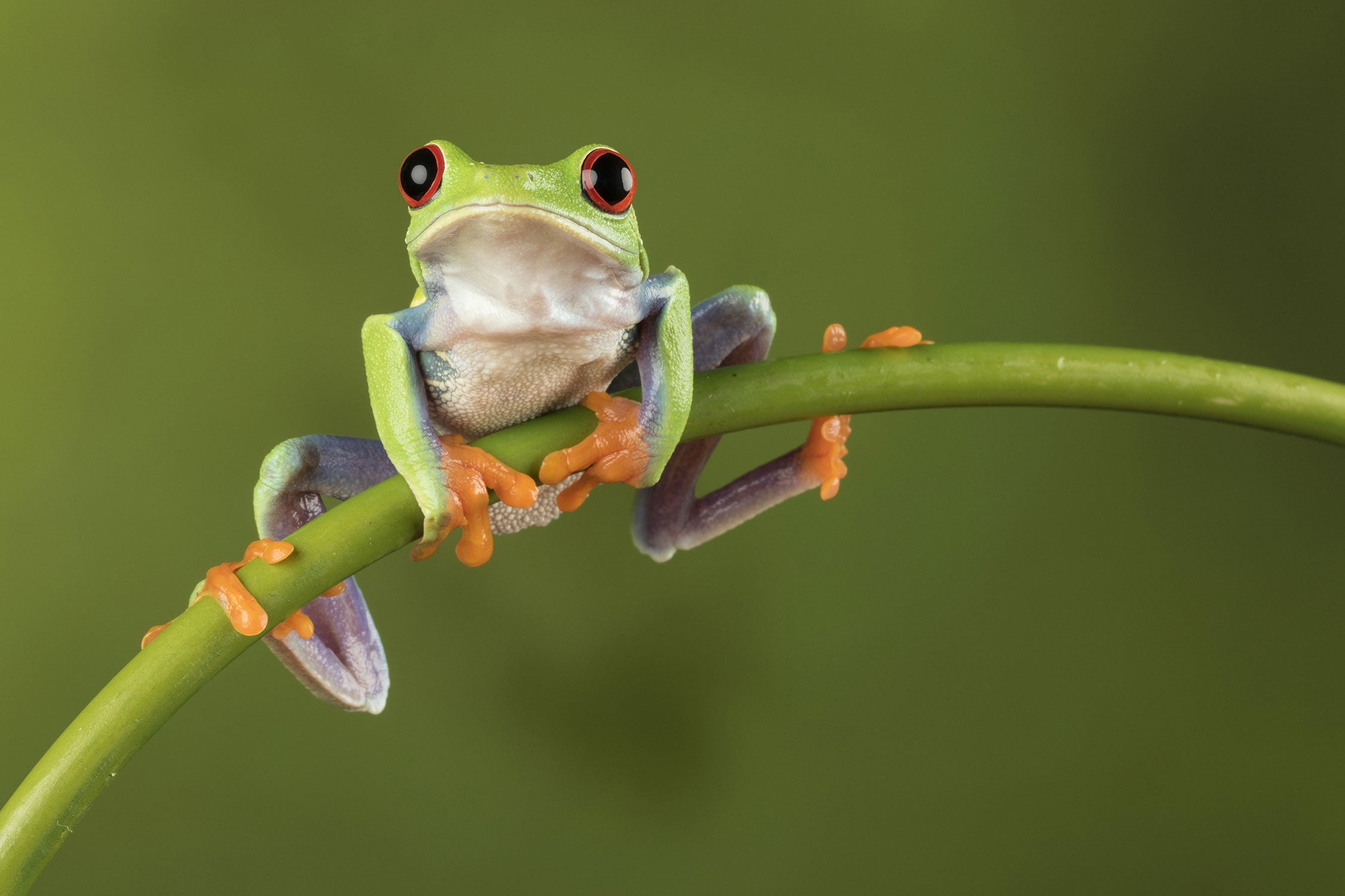 Baum-Frosch auf Bambus, Glasbild