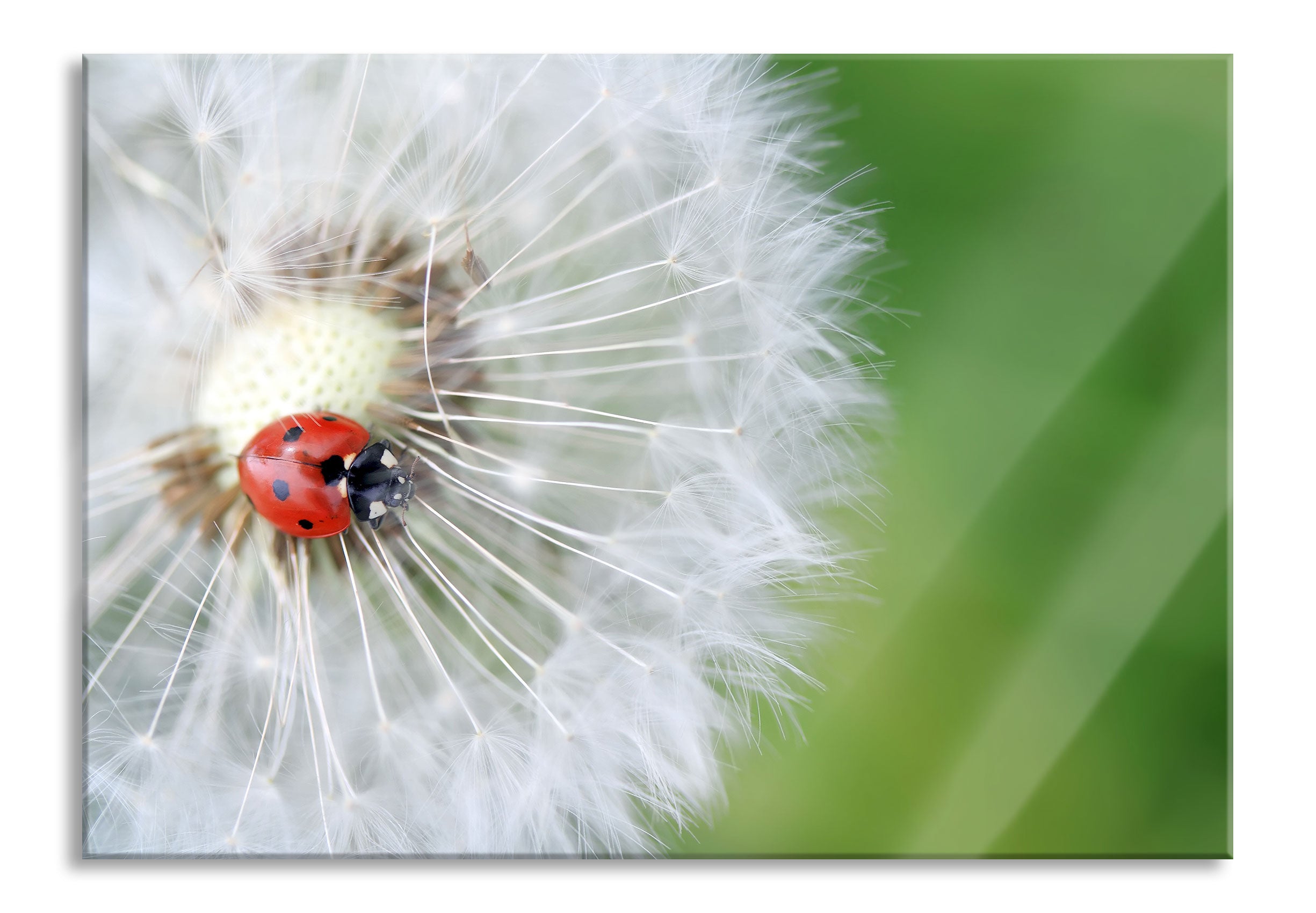 Marienkäfer auf einem Löwenzahn, Glasbild