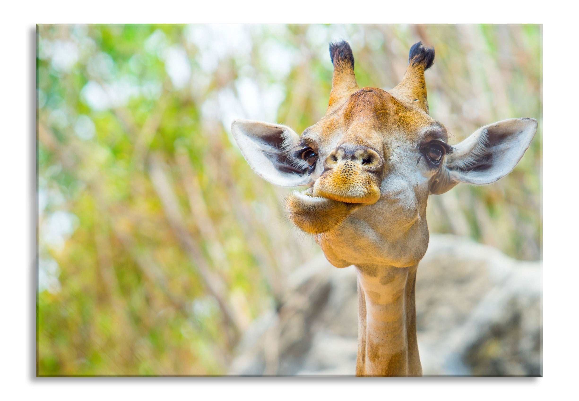 Giraffe in der Natur, Glasbild