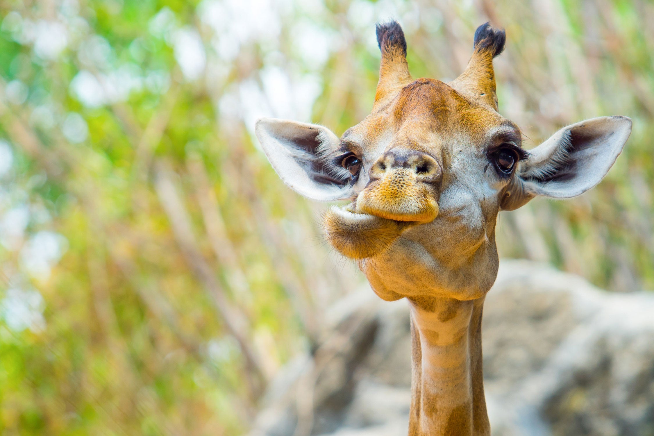 Giraffe in der Natur, Glasbild