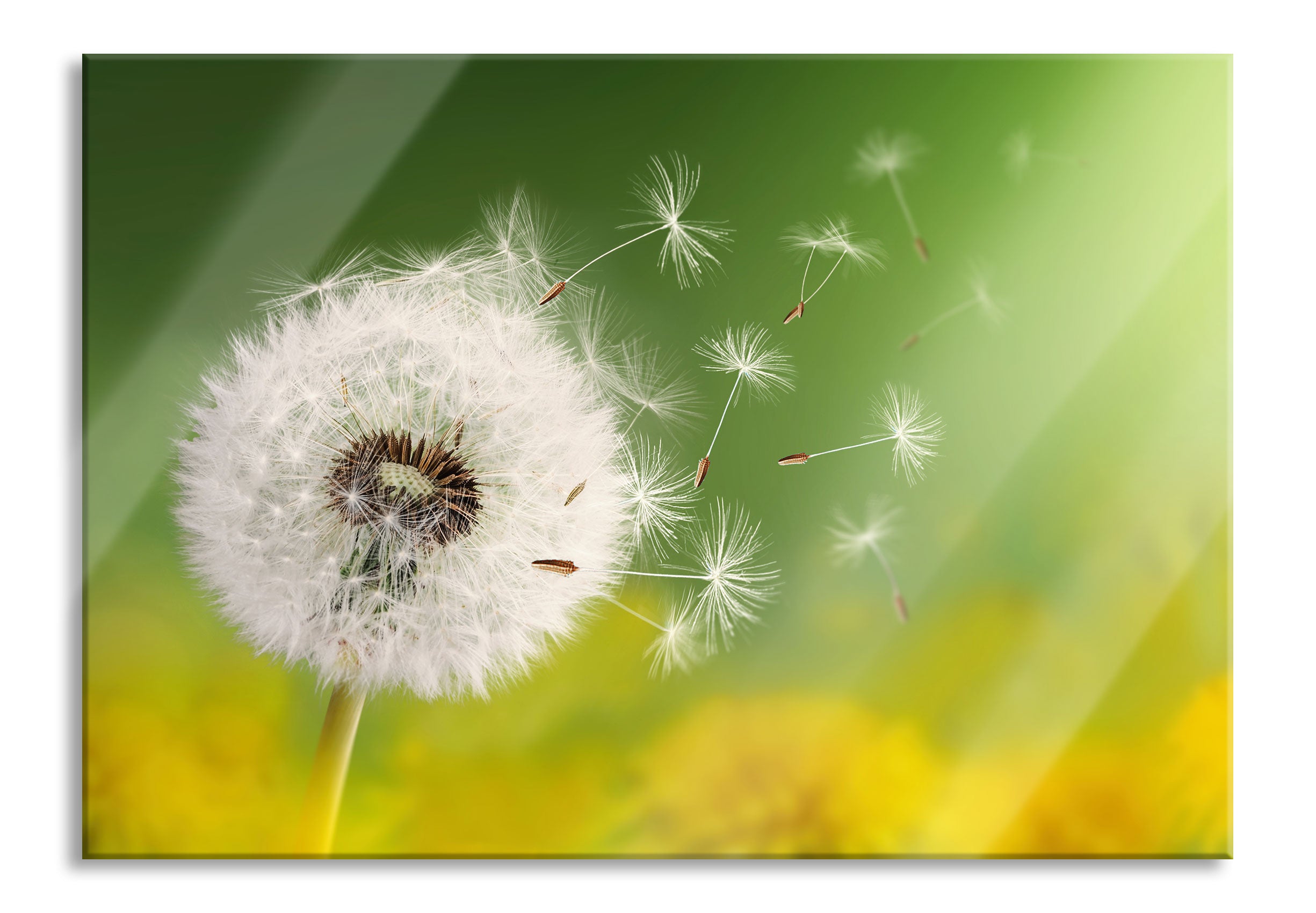 Löwenzahn Samen, Glasbild