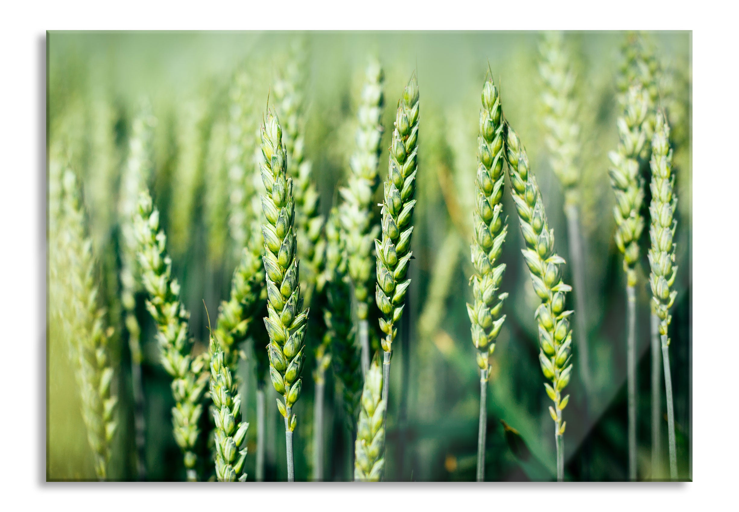 Grüne Weizen auf dem Feld, Glasbild