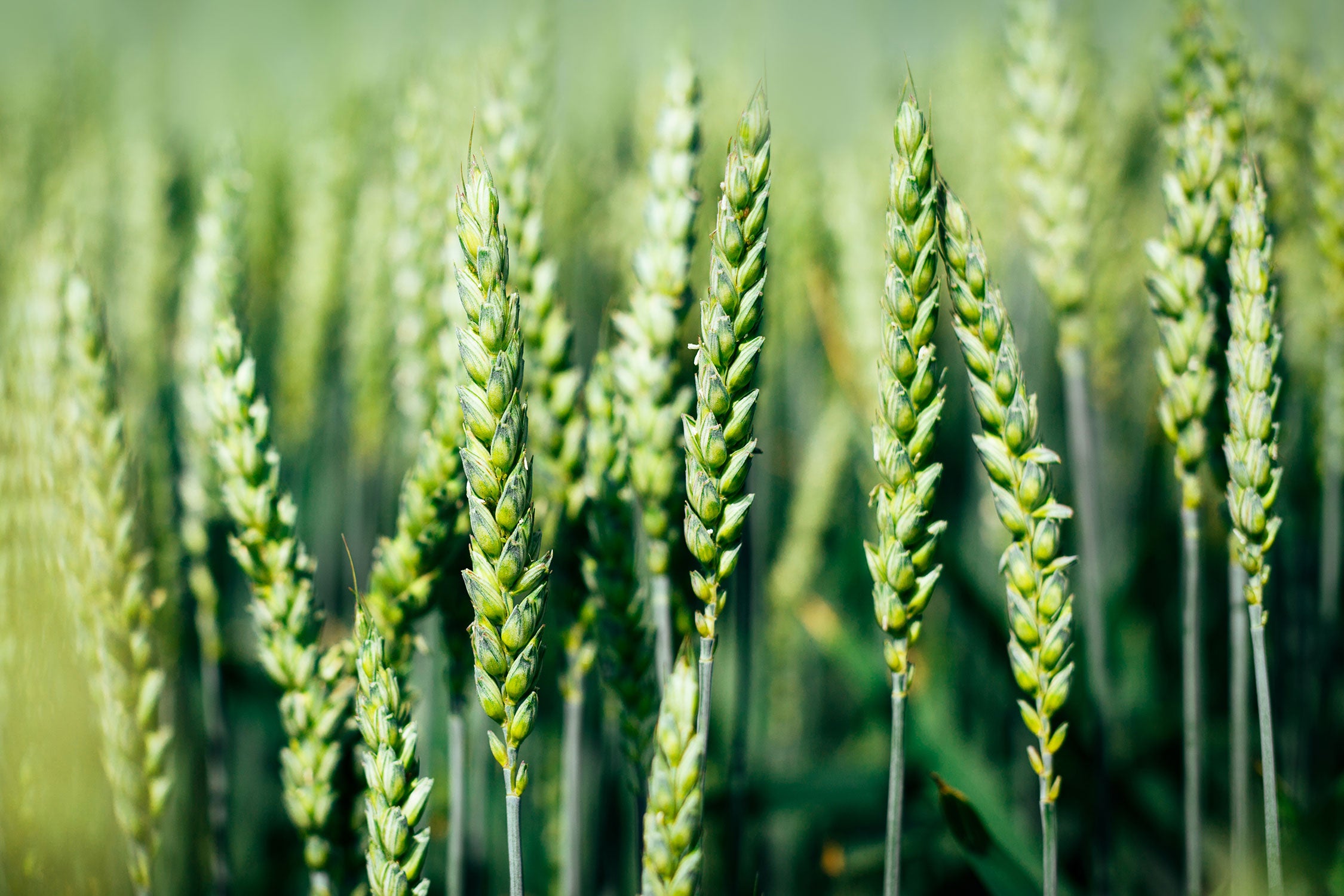 Grüne Weizen auf dem Feld, Glasbild