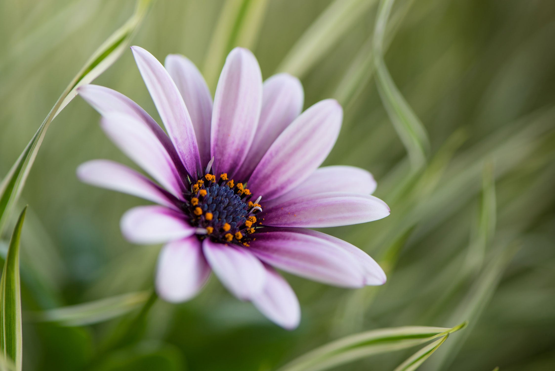 Blume in der Natur, Glasbild