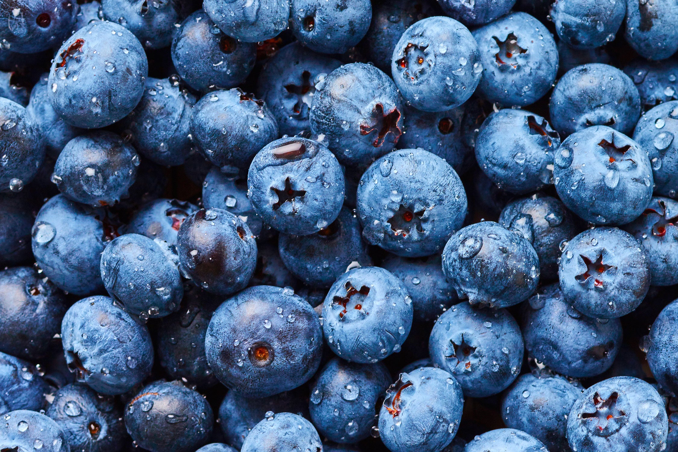 Blaubeeren mit Wassertropfen, Glasbild