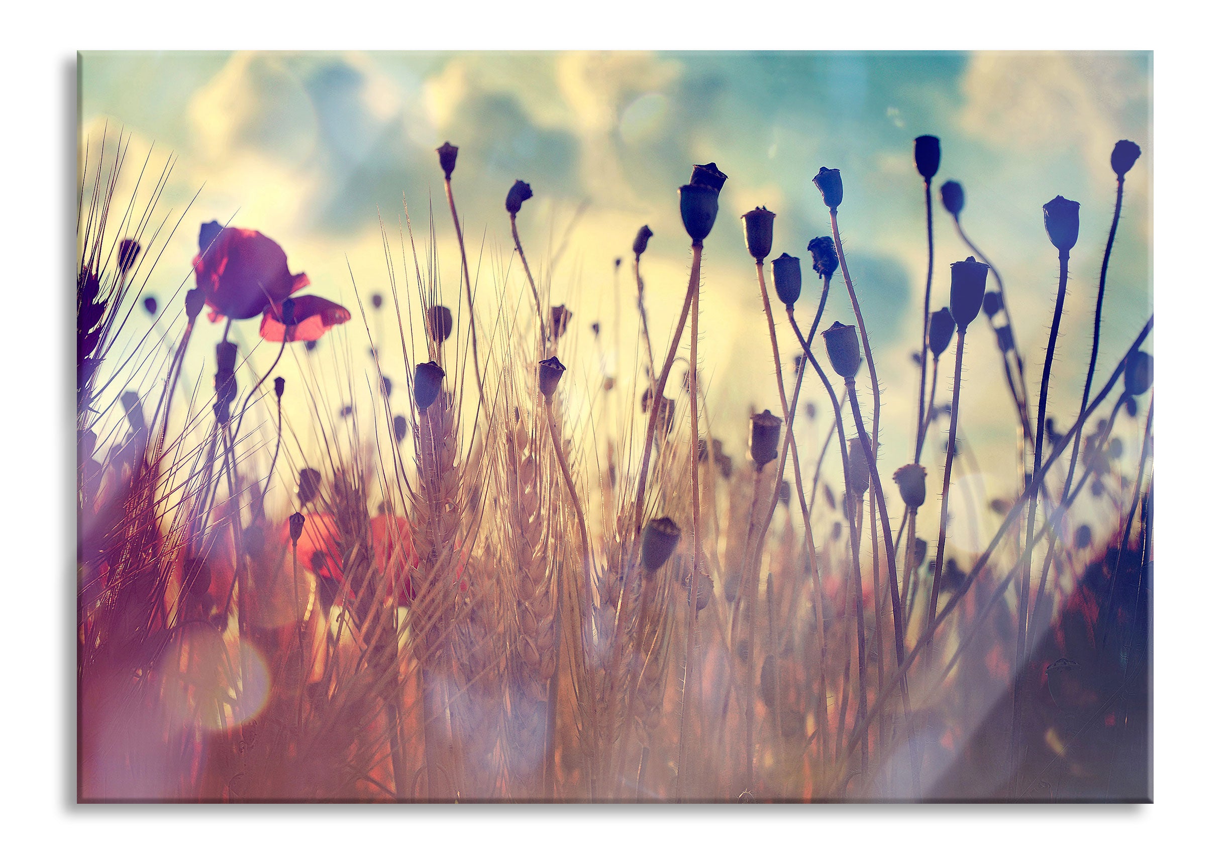 Mohn im Weizenfeld, Glasbild