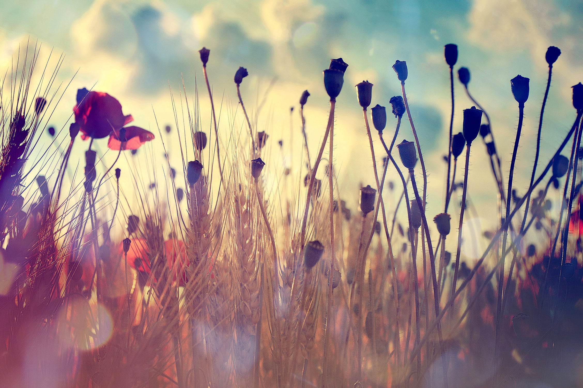 Mohn im Weizenfeld, Glasbild