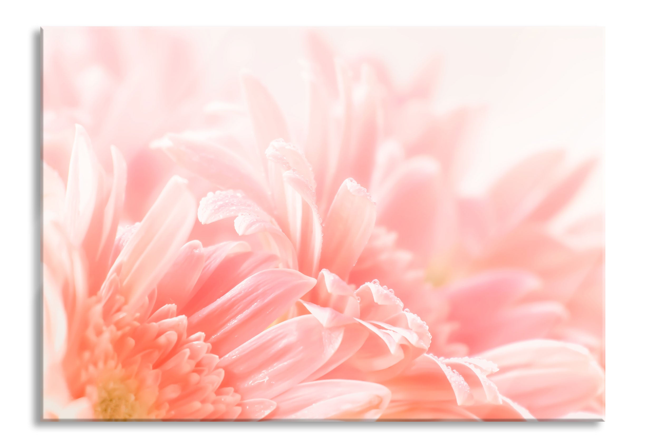 Gerbera Blume, Glasbild