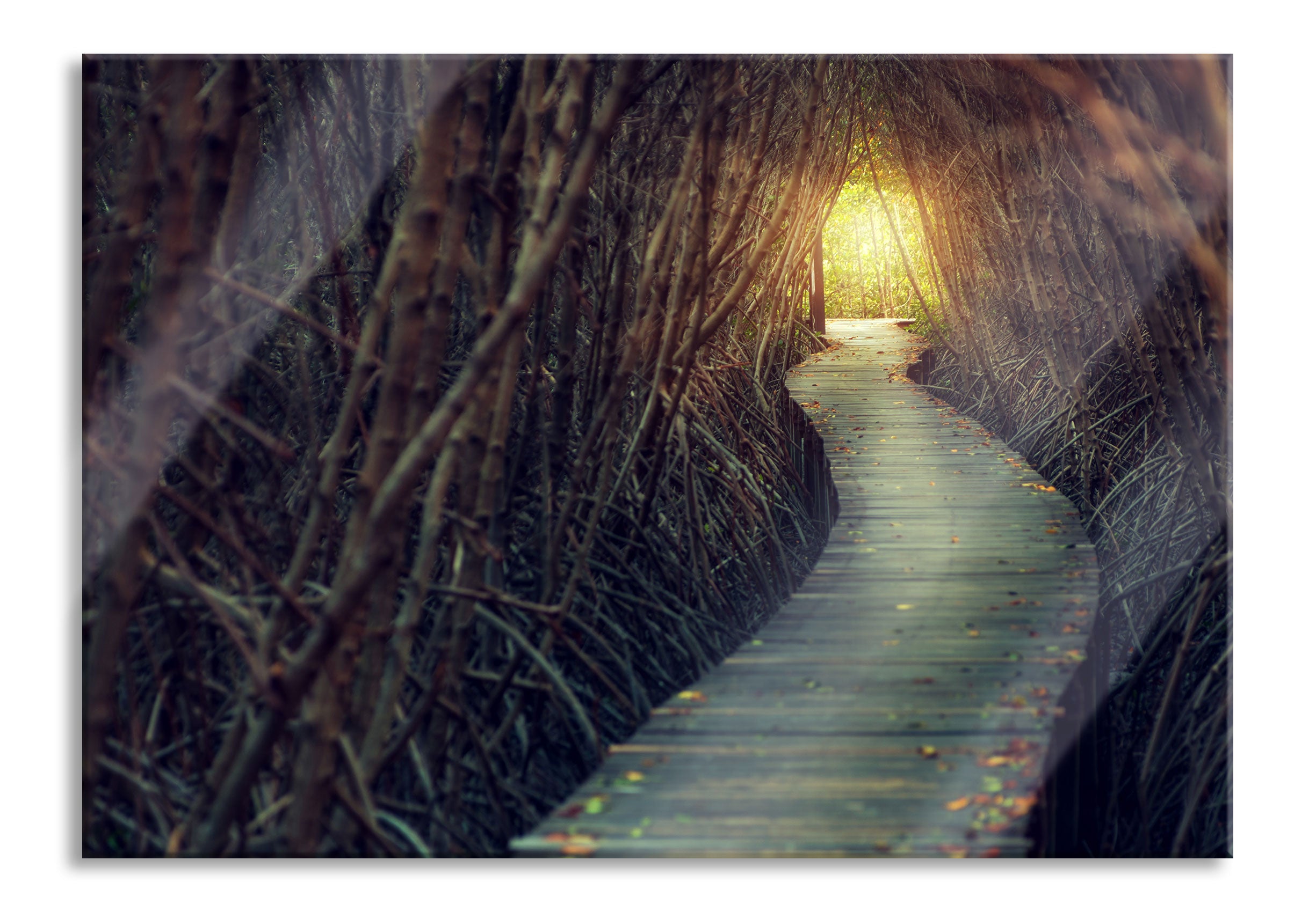 Gehweg im Wald, Glasbild