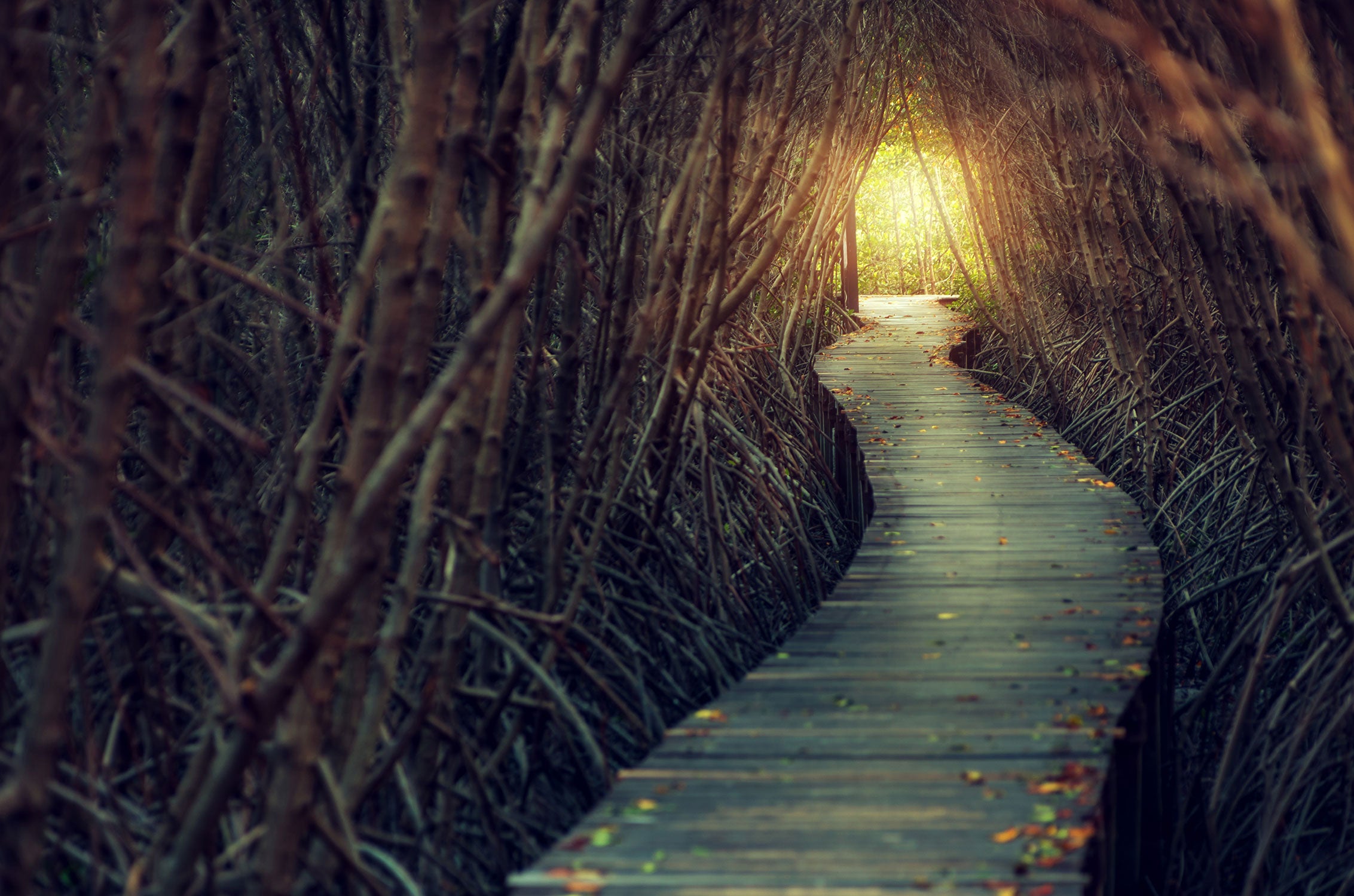 Gehweg im Wald, Glasbild