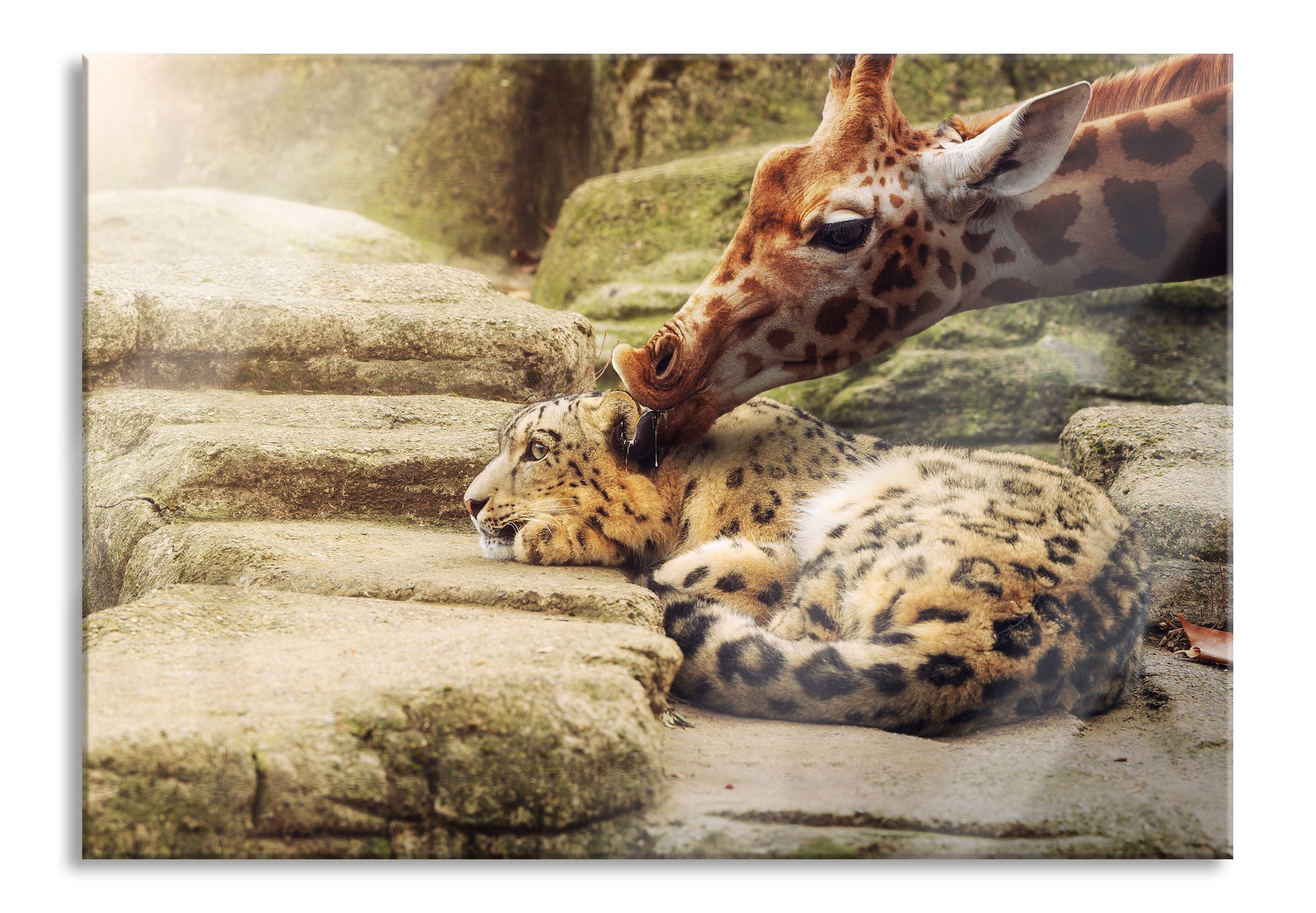 Leopard und Giraffe, Glasbild