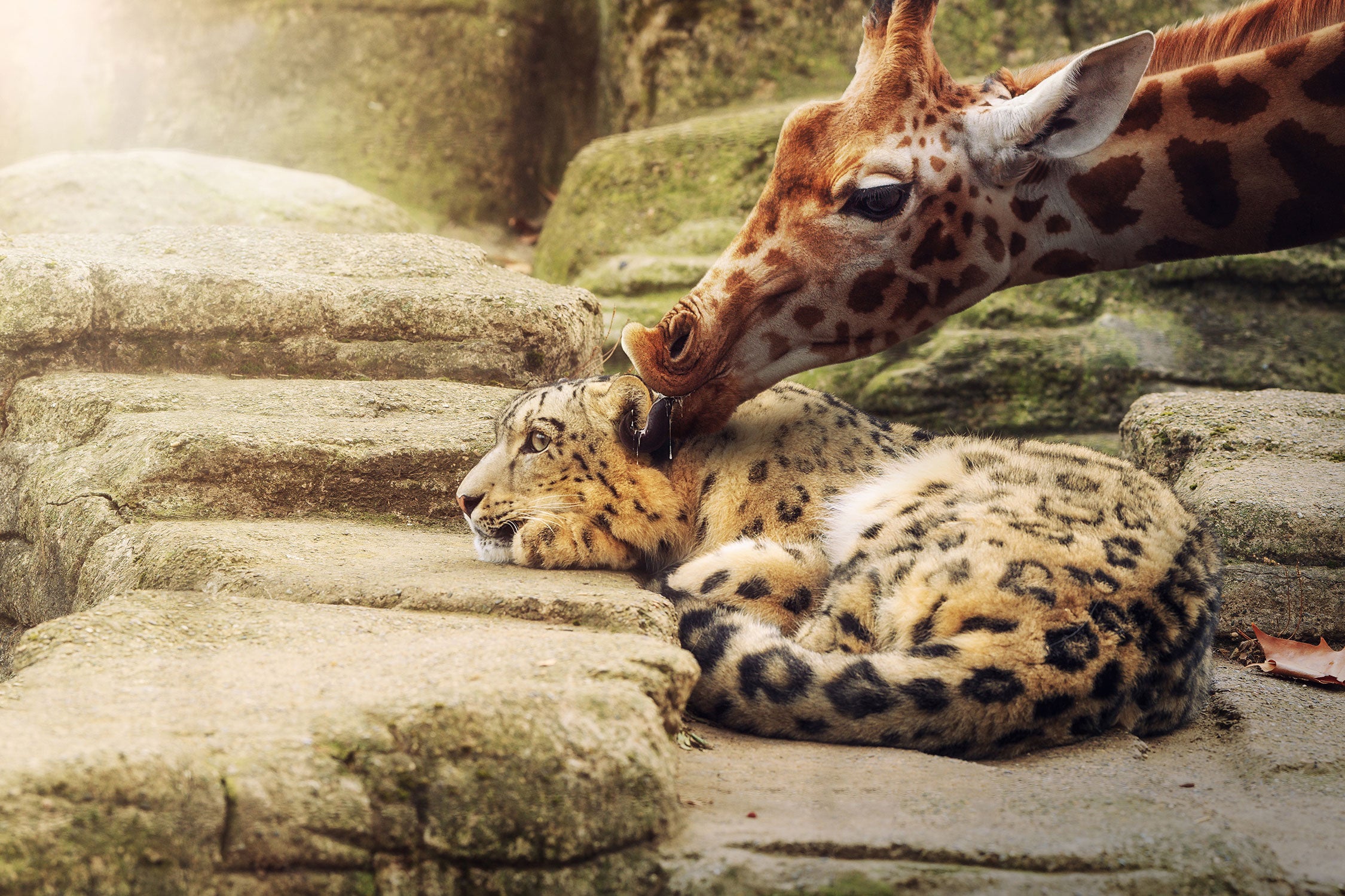 Leopard und Giraffe, Glasbild