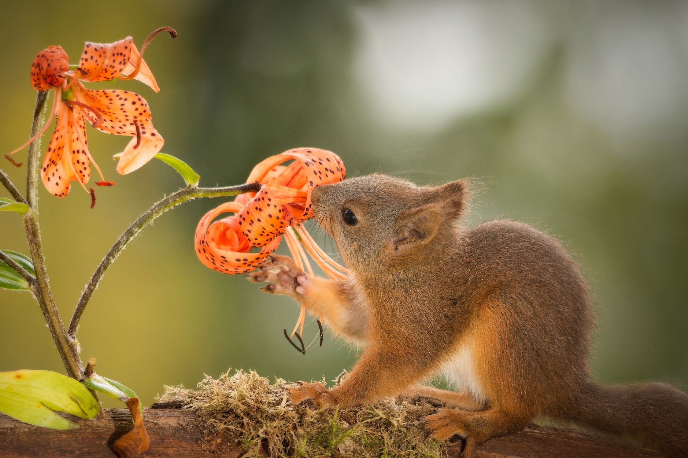 Eichhörnchen riecht an einer Blume, Glasbild