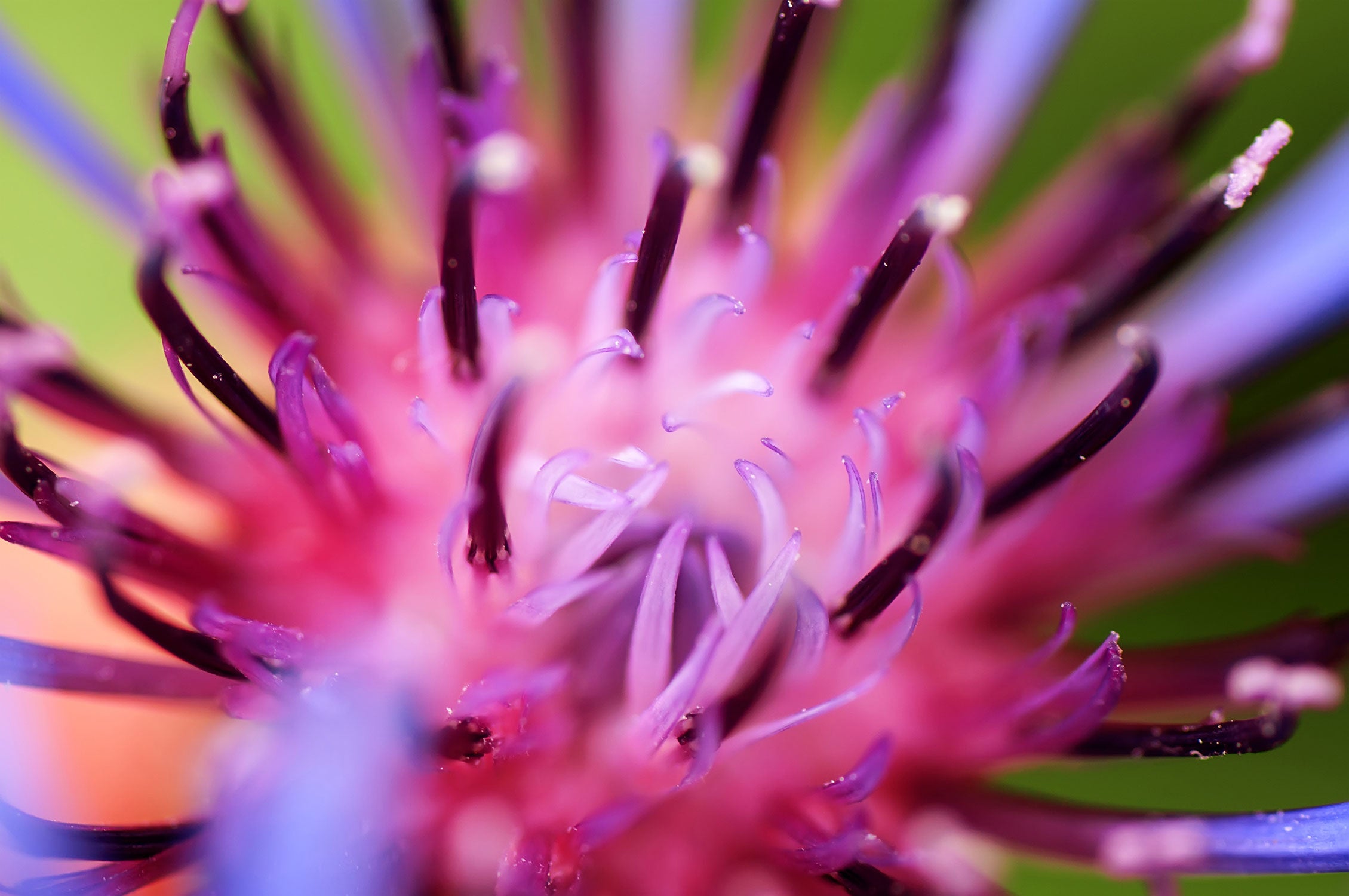 wunderschöne lila Blume im Fokus, Glasbild