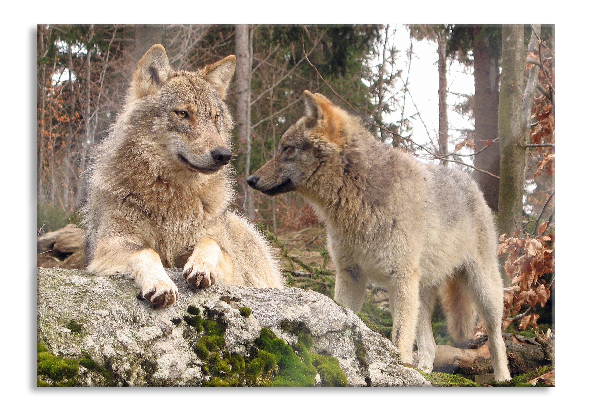 Wölfe im Wald, Glasbild