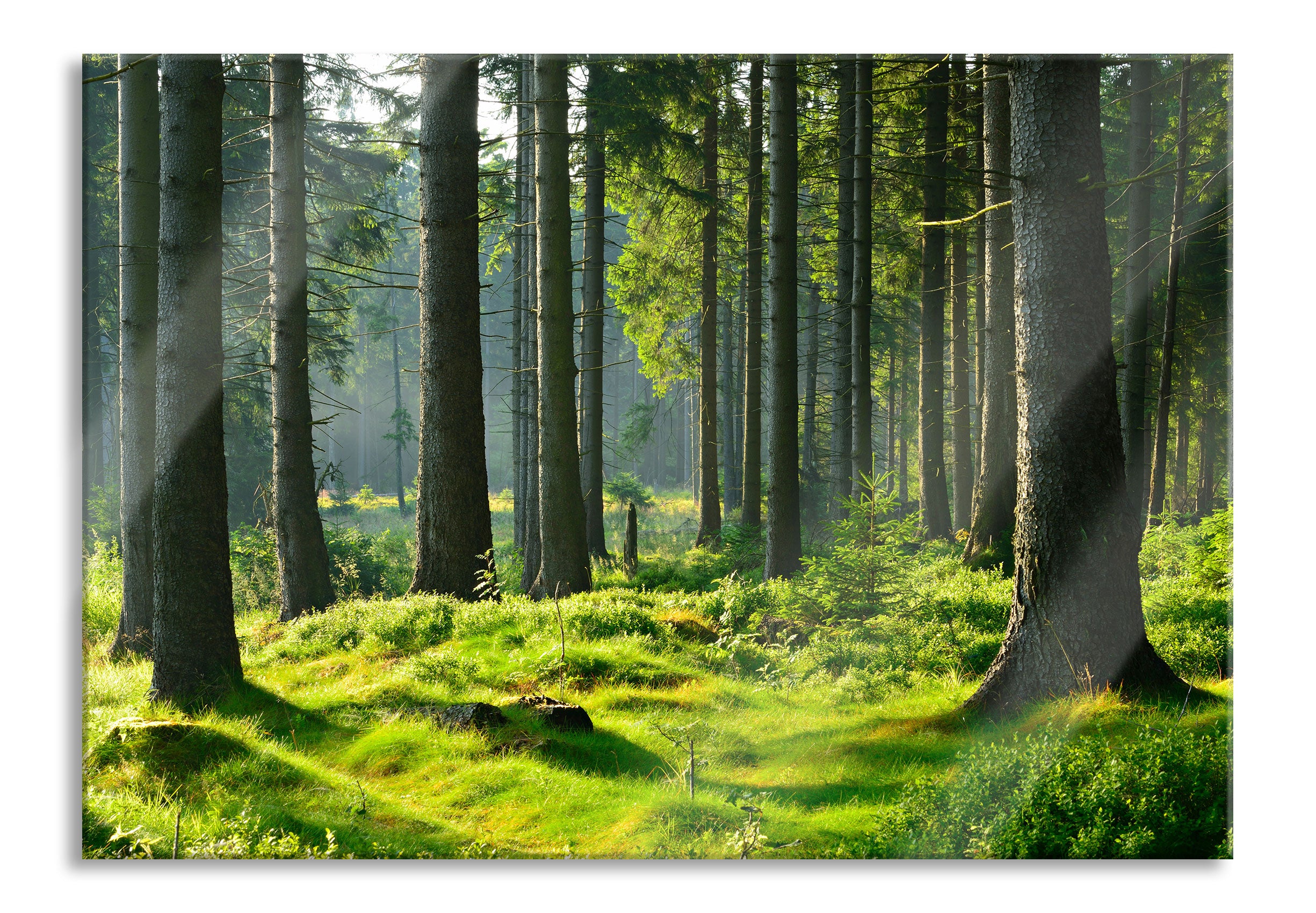 sonniger Tag im Wald, Glasbild